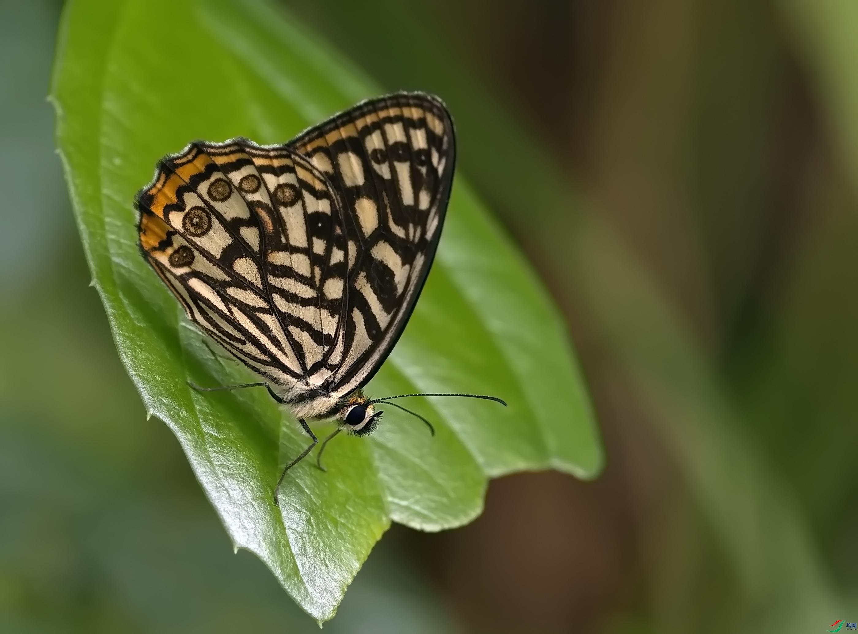 ���۵�ORF (102).jpg