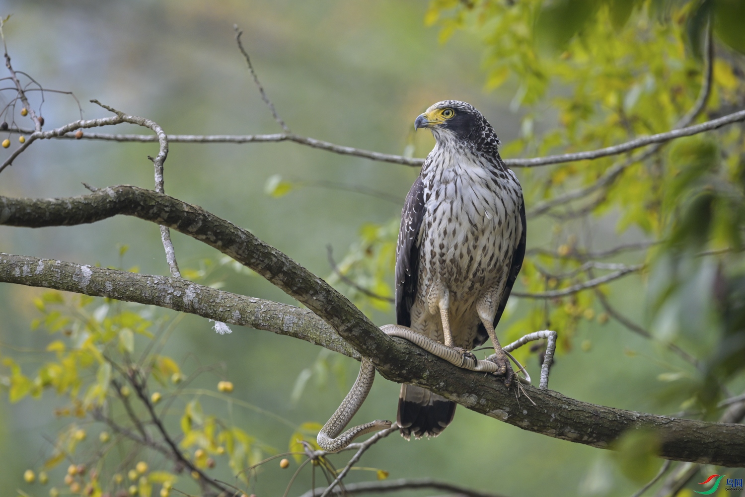 DSC_6335_1.jpg