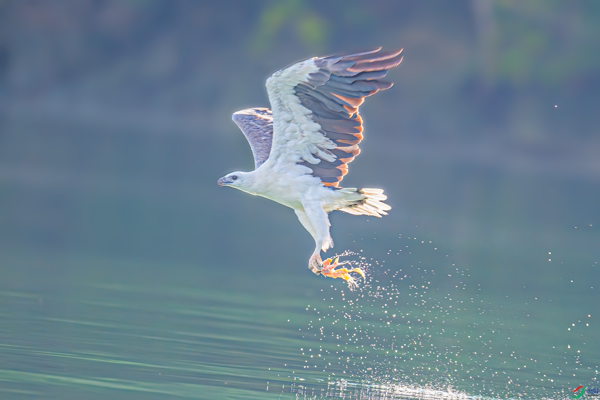DSC_1004-a500k.jpg