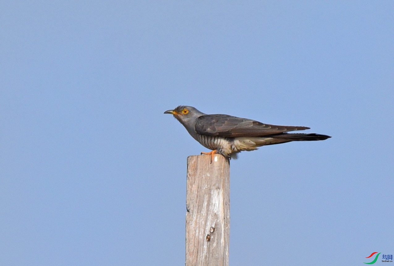 DSC_0061.jpg