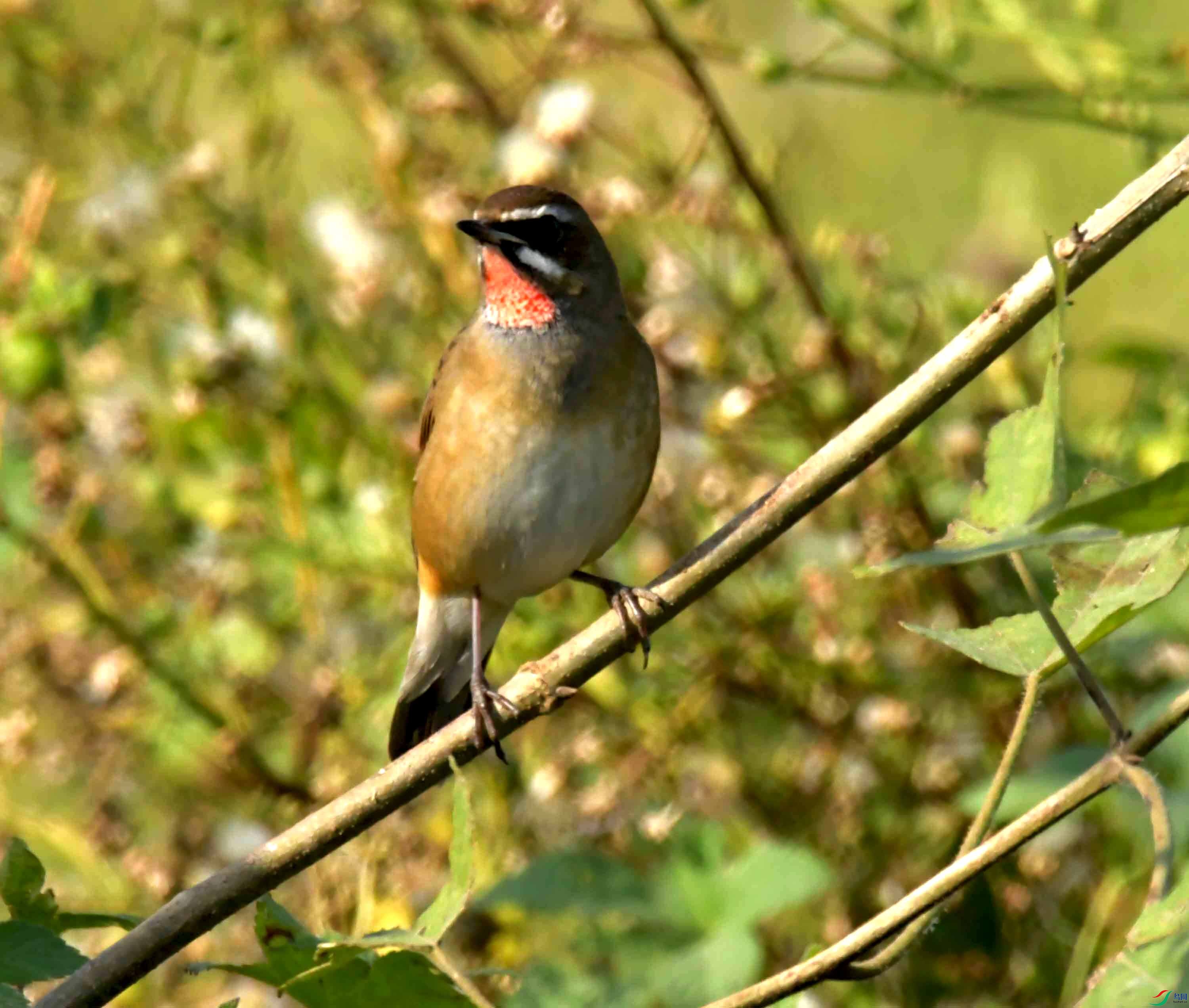 DSC_1471.JPG