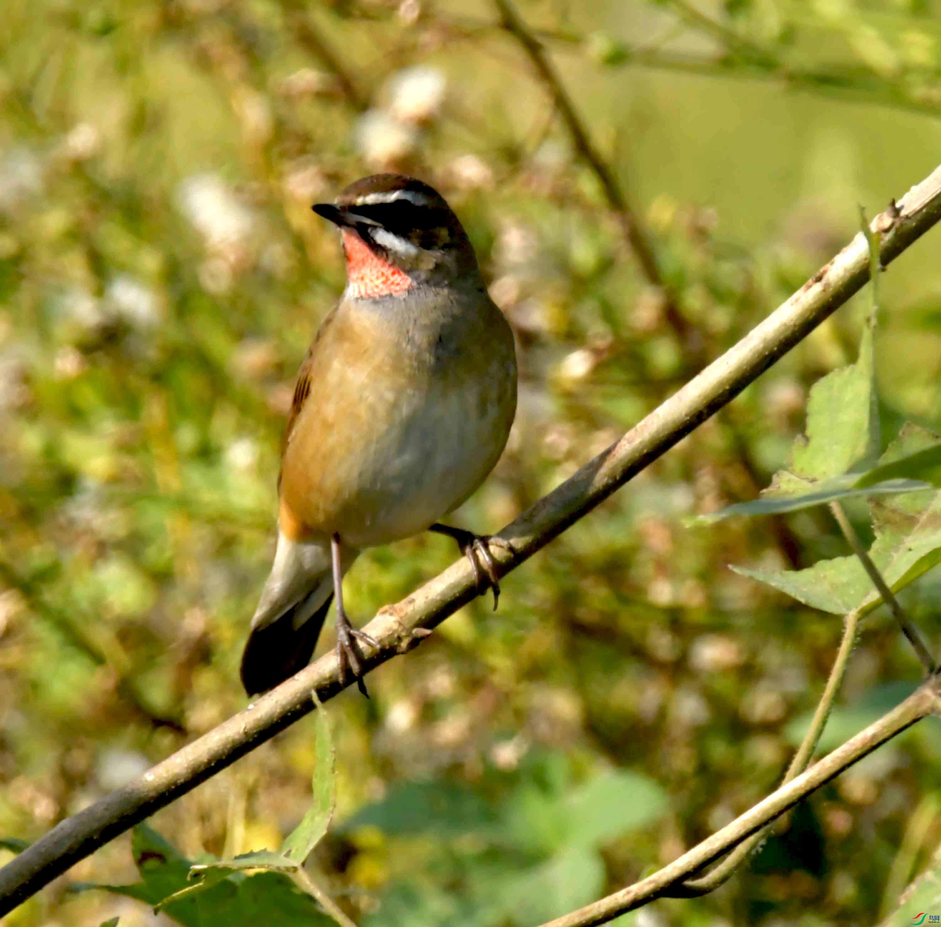 DSC_1465.JPG
