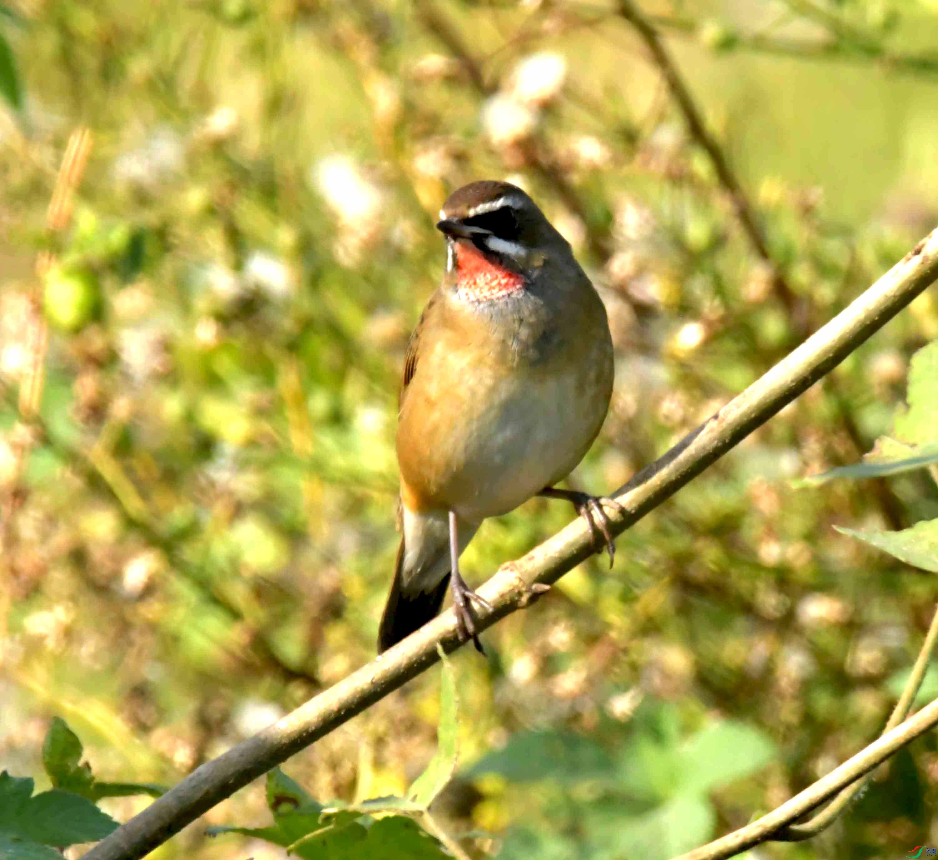 DSC_1479.JPG