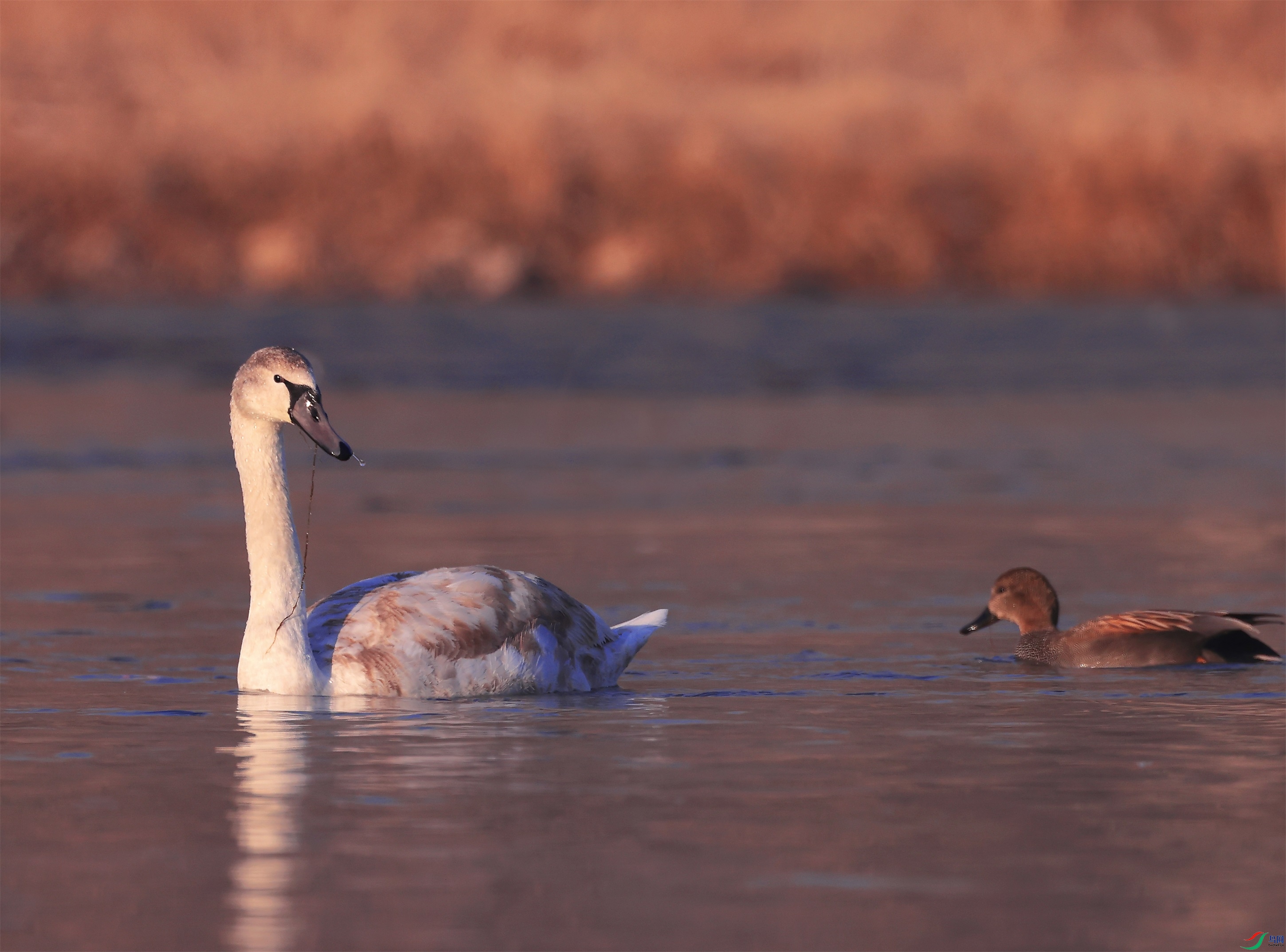 33 - ����.JPG