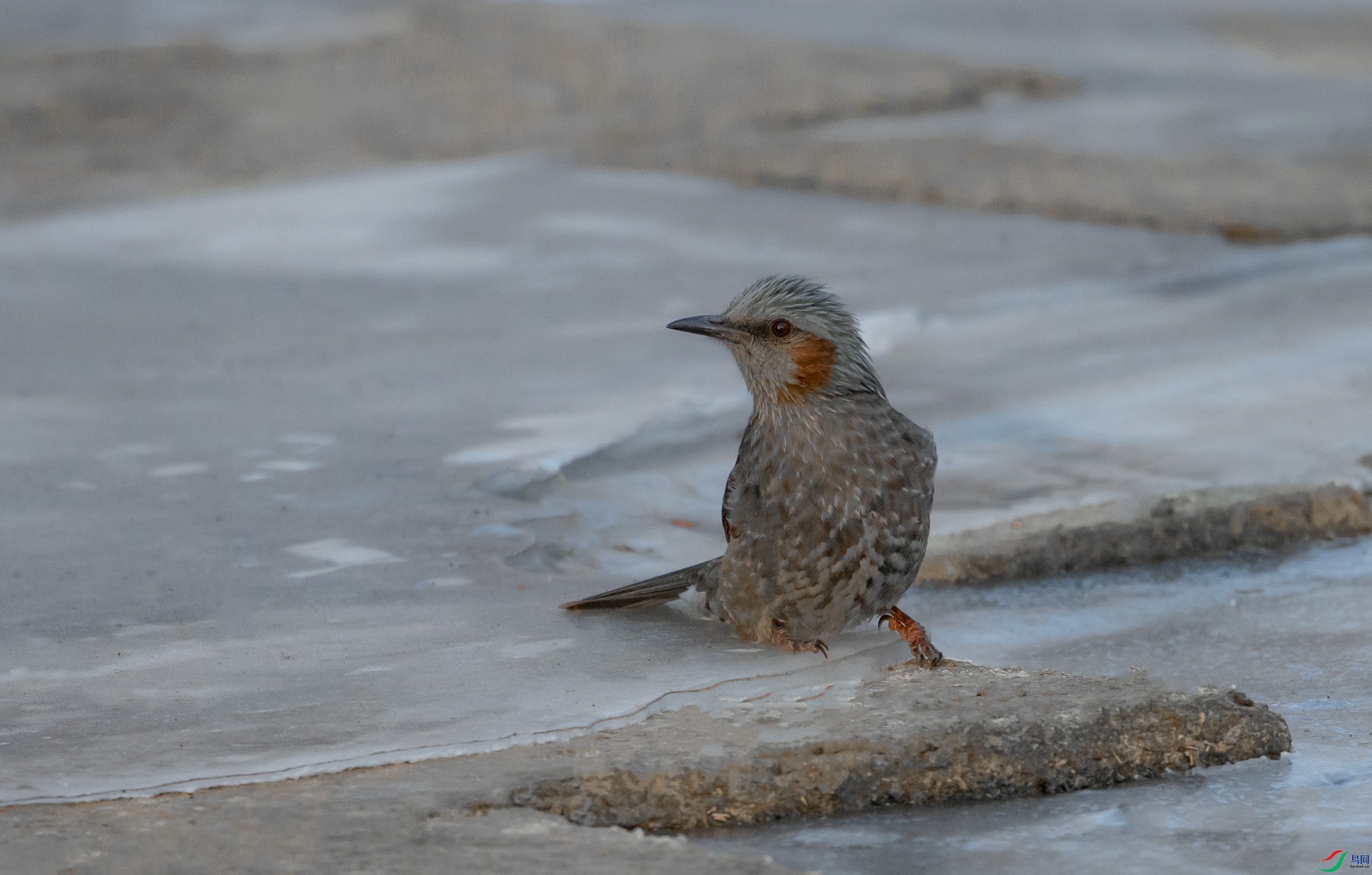 �����̽���