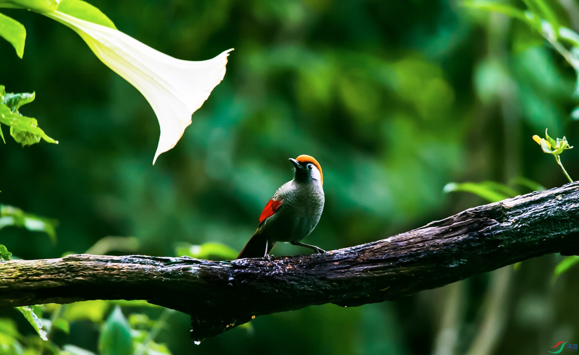 ��β����