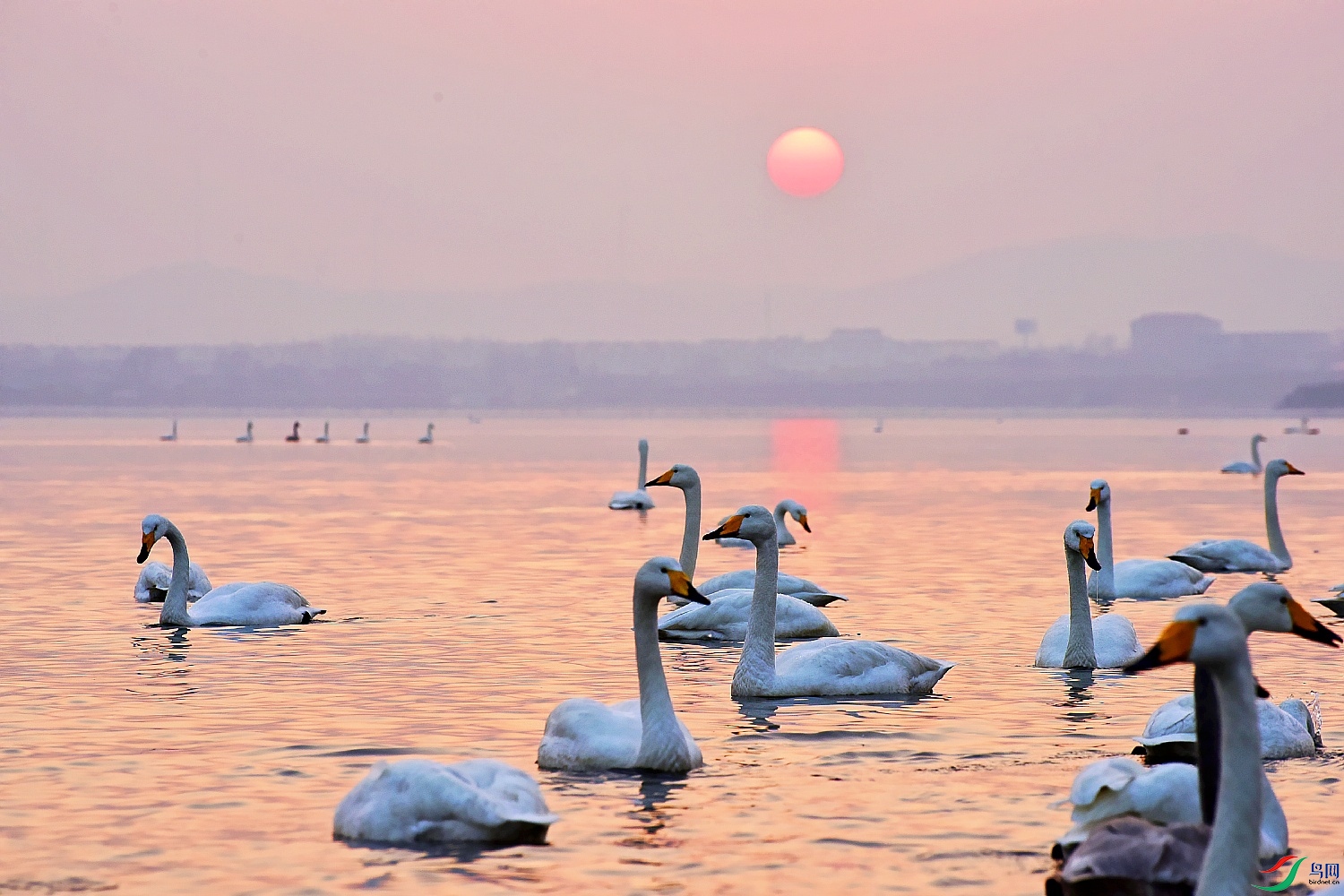 _DSC0088_conew1.jpg