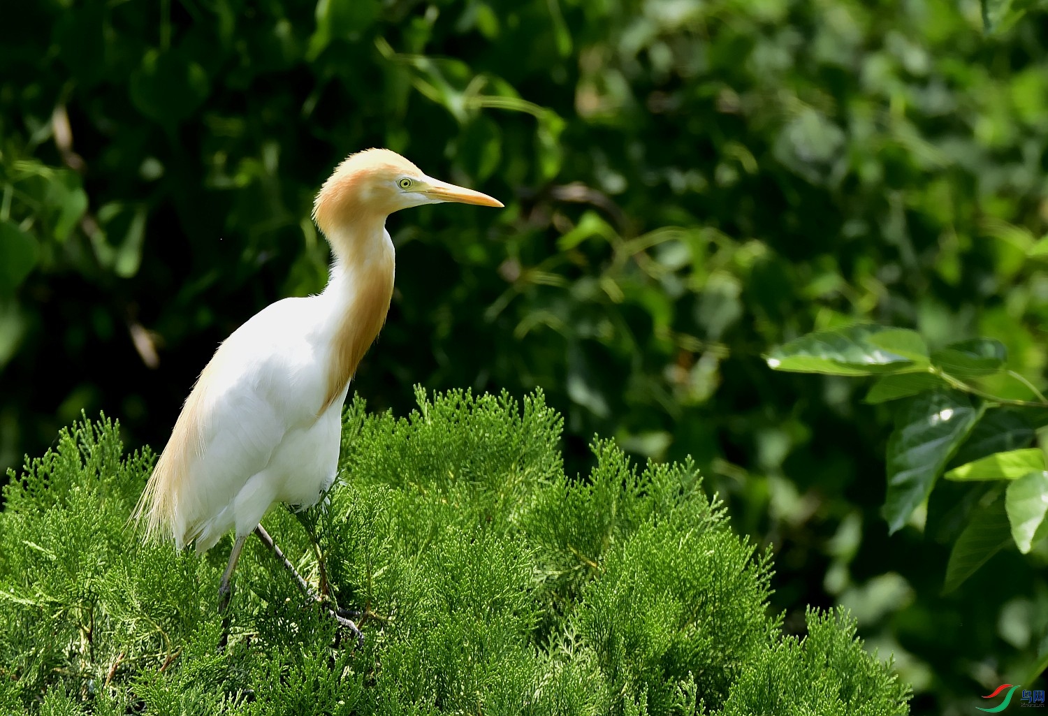 _DSC0175_conew1.jpg
