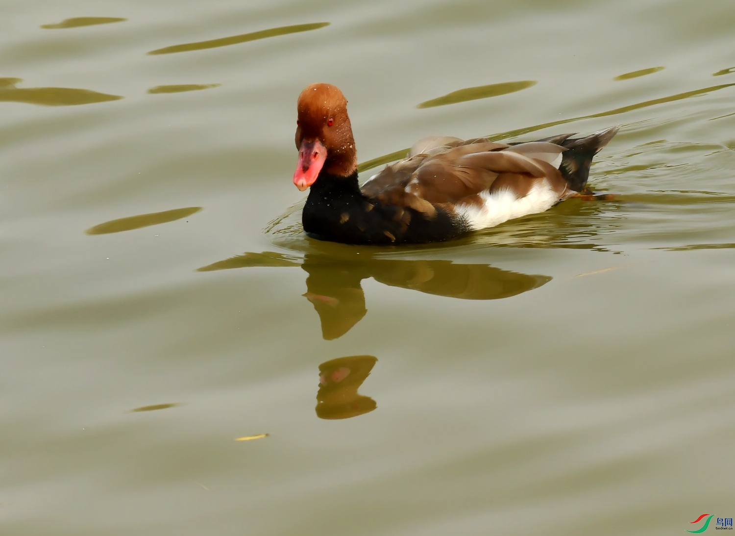 DSC_0204_conew1.jpg