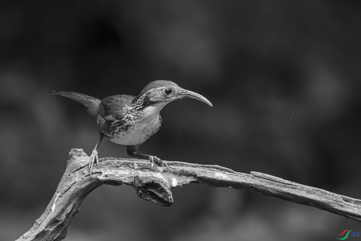 DSC_1674_1.jpg