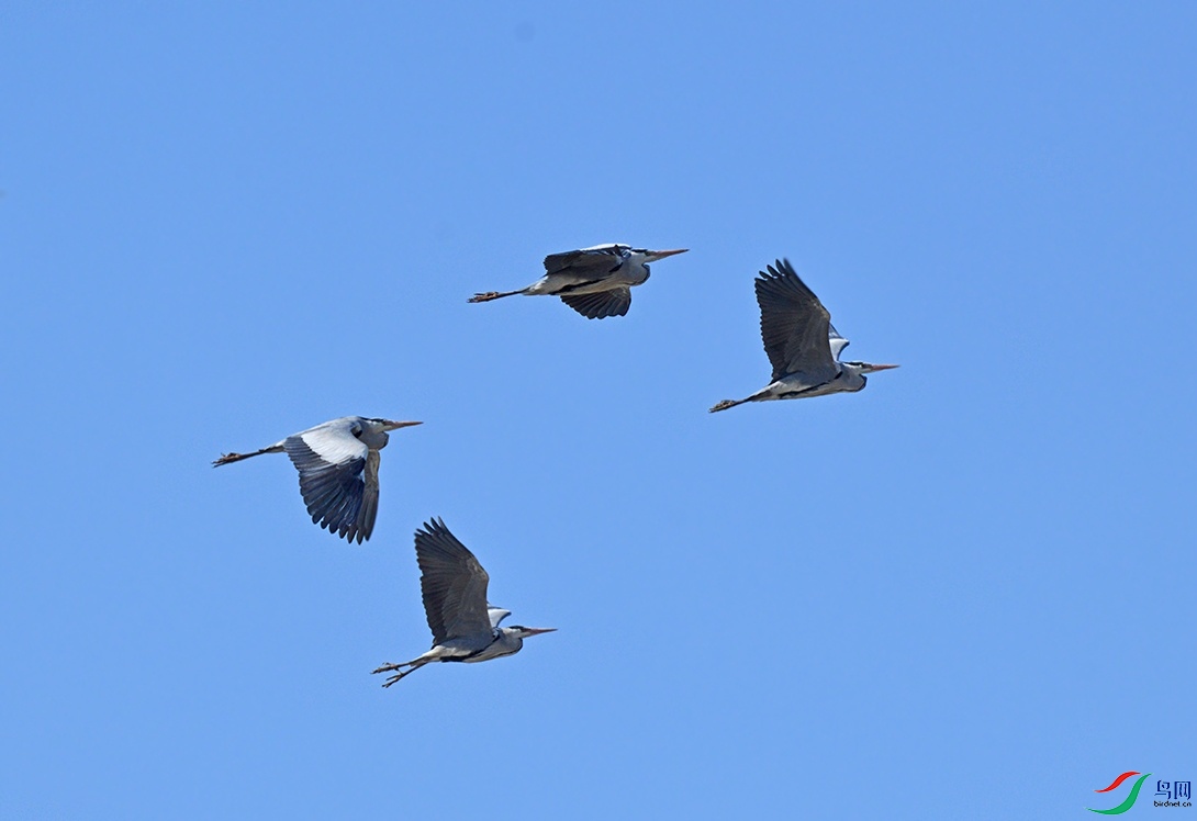 DSC_0975.jpg