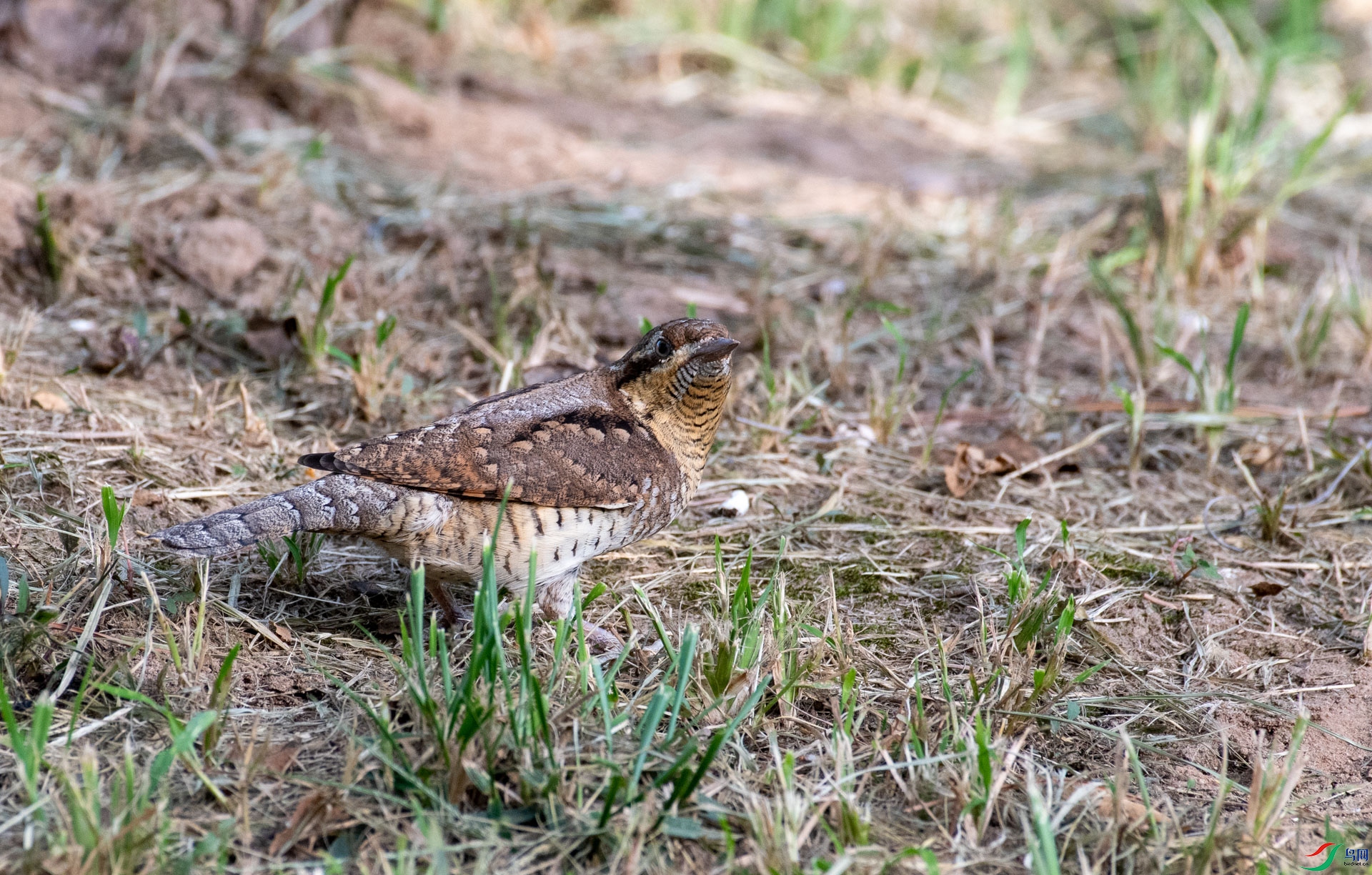DSC_5362.jpg