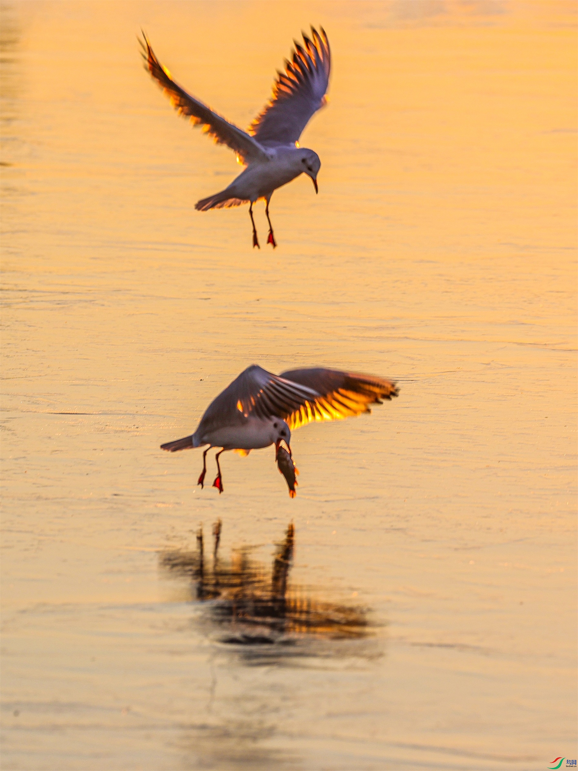 1K3A5195 ����1.jpg