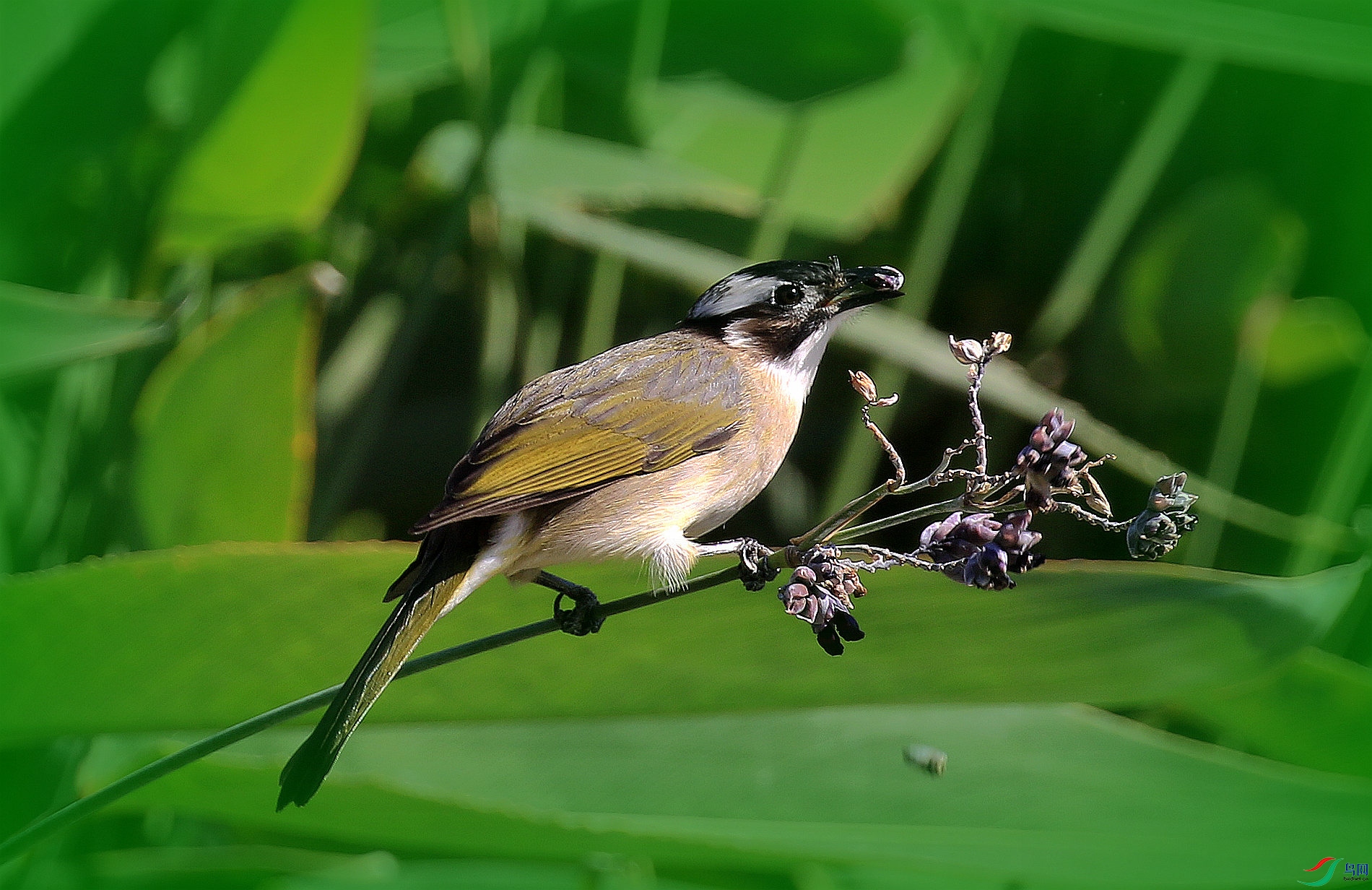 ��ζ����