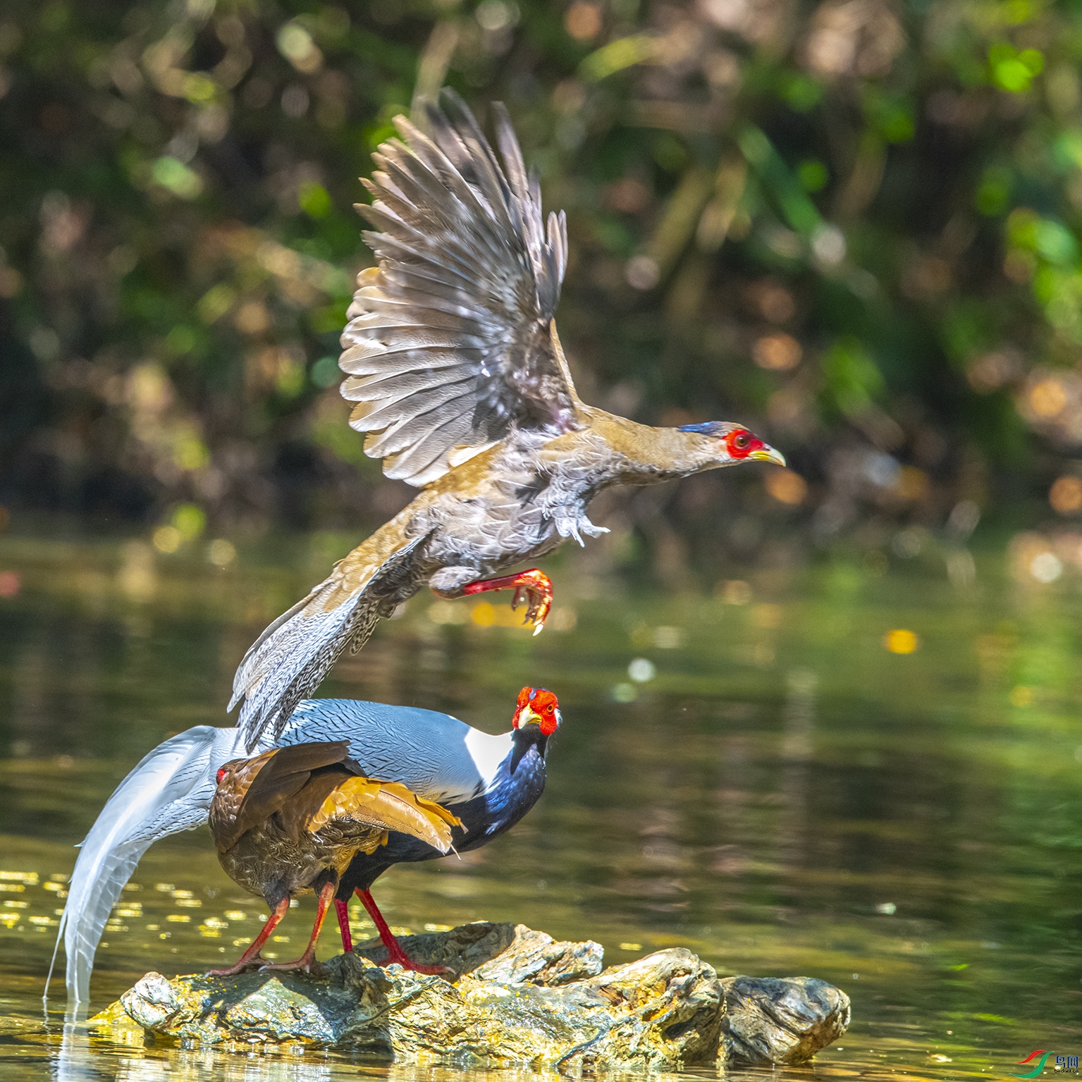 8547 ����.jpg