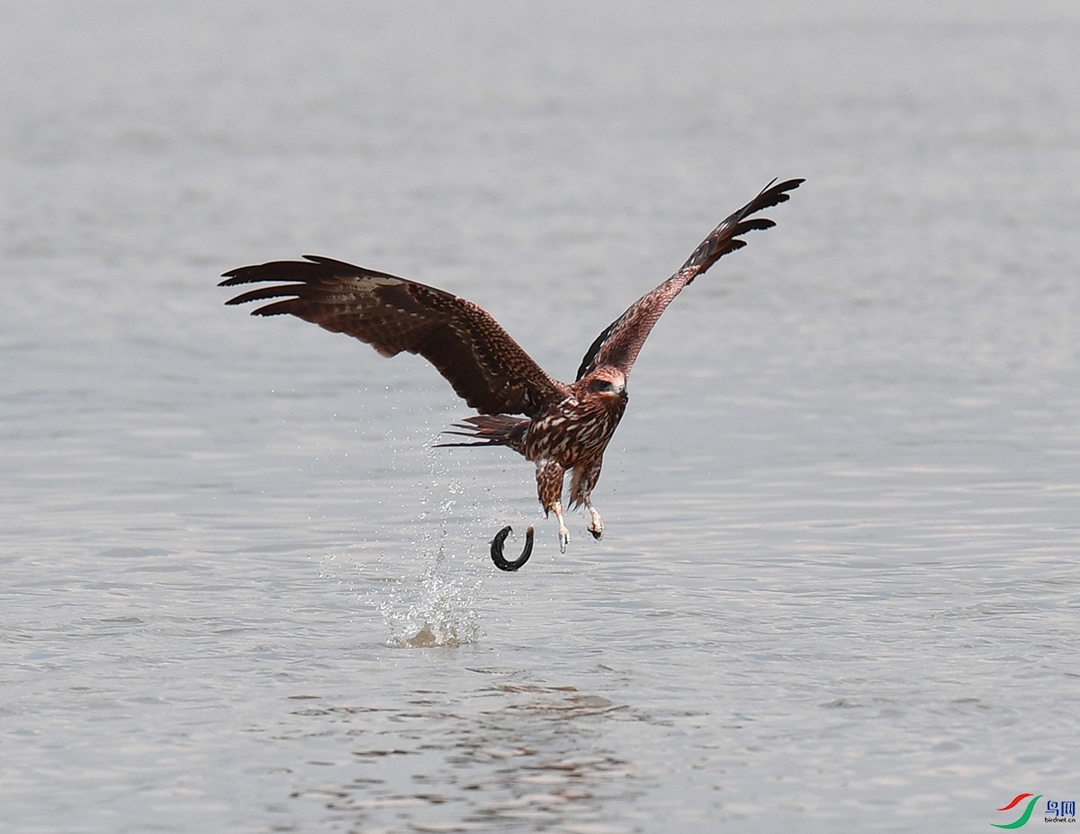 DSC_9214 - ����.JPG