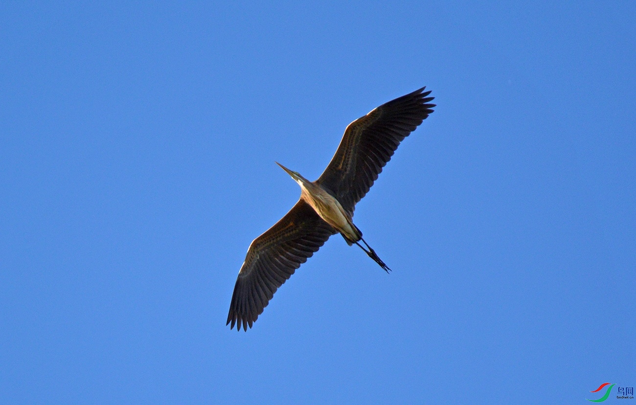 DSC_0058f.jpg
