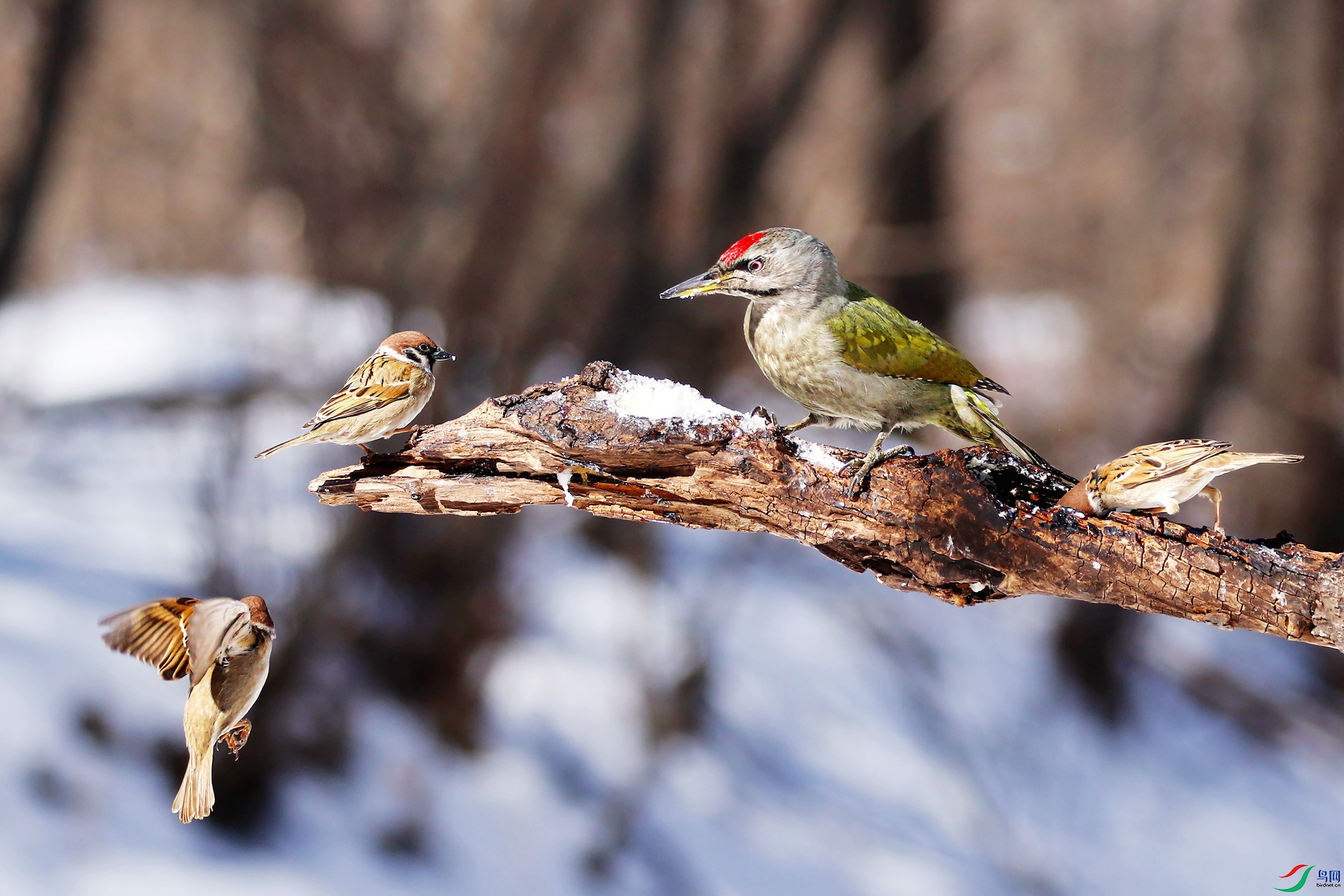 ����ľ��