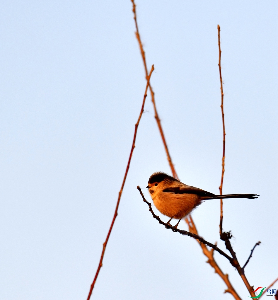 DSC_0819.jpg