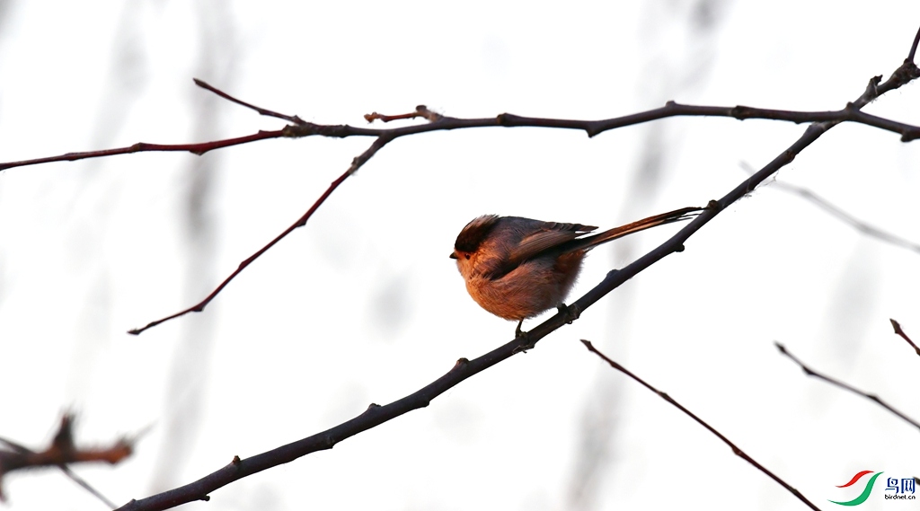 DSC_1420.jpg