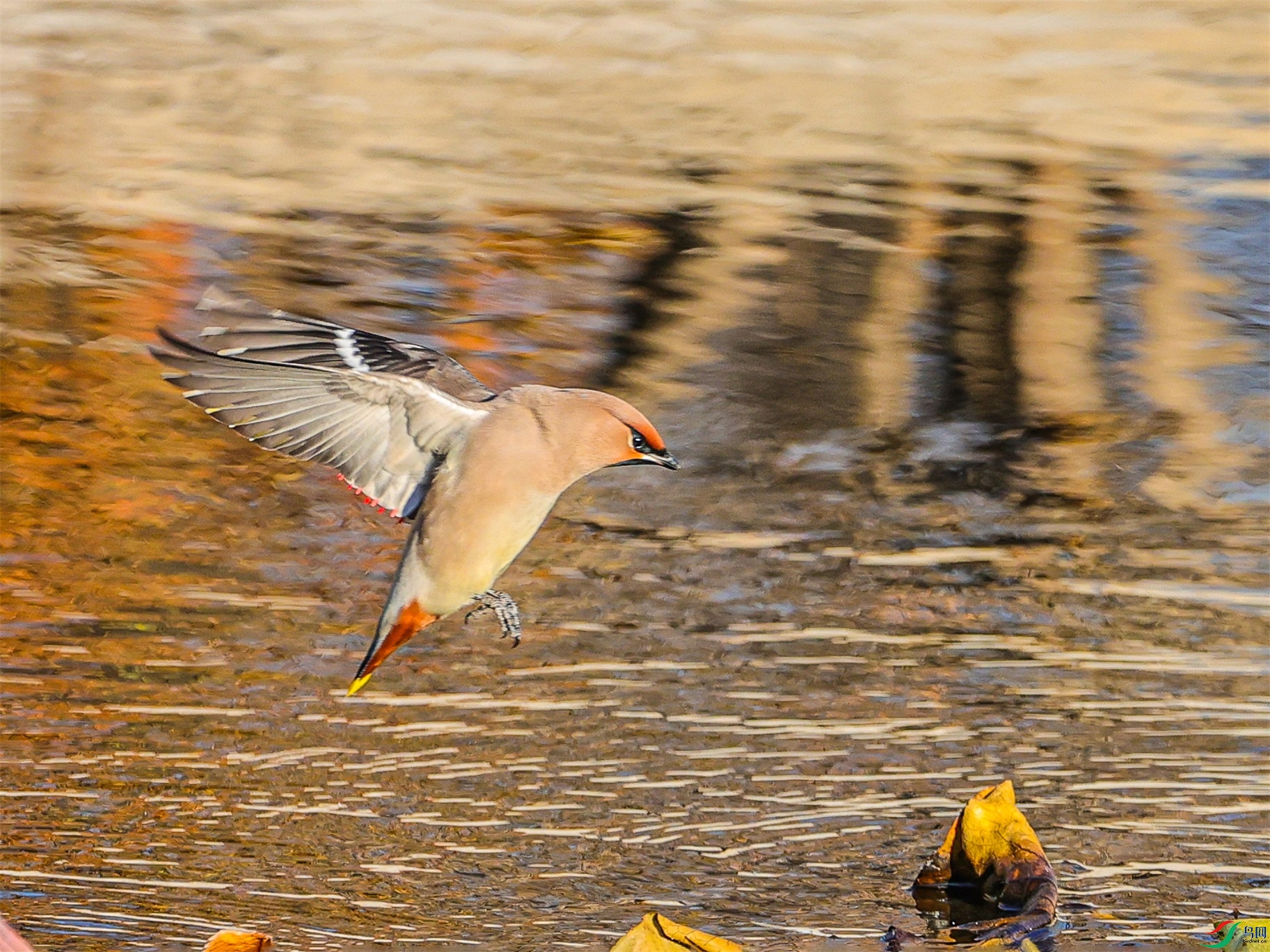 1K3A3775 ����1.jpg