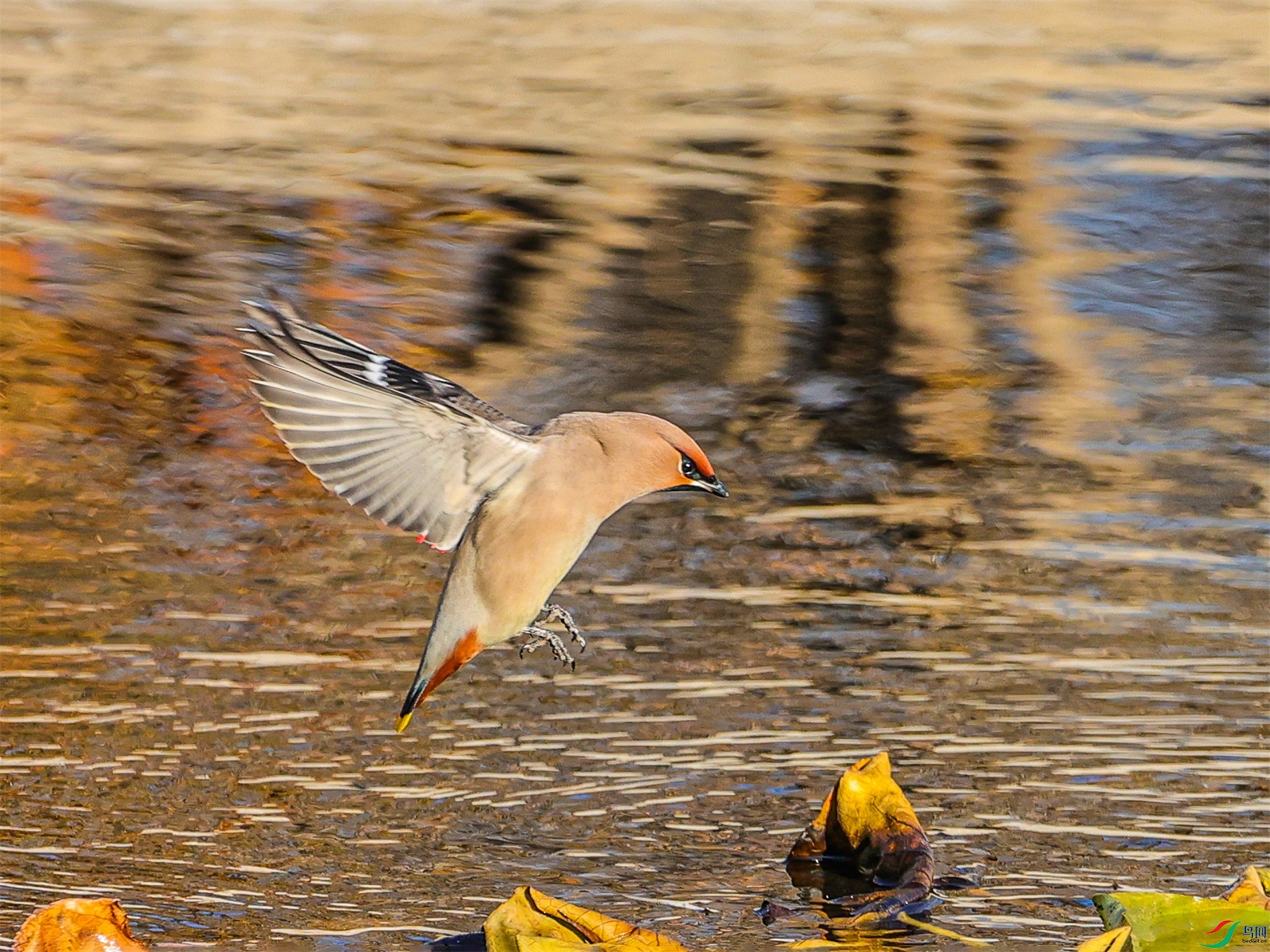 1K3A3776 ����1.jpg