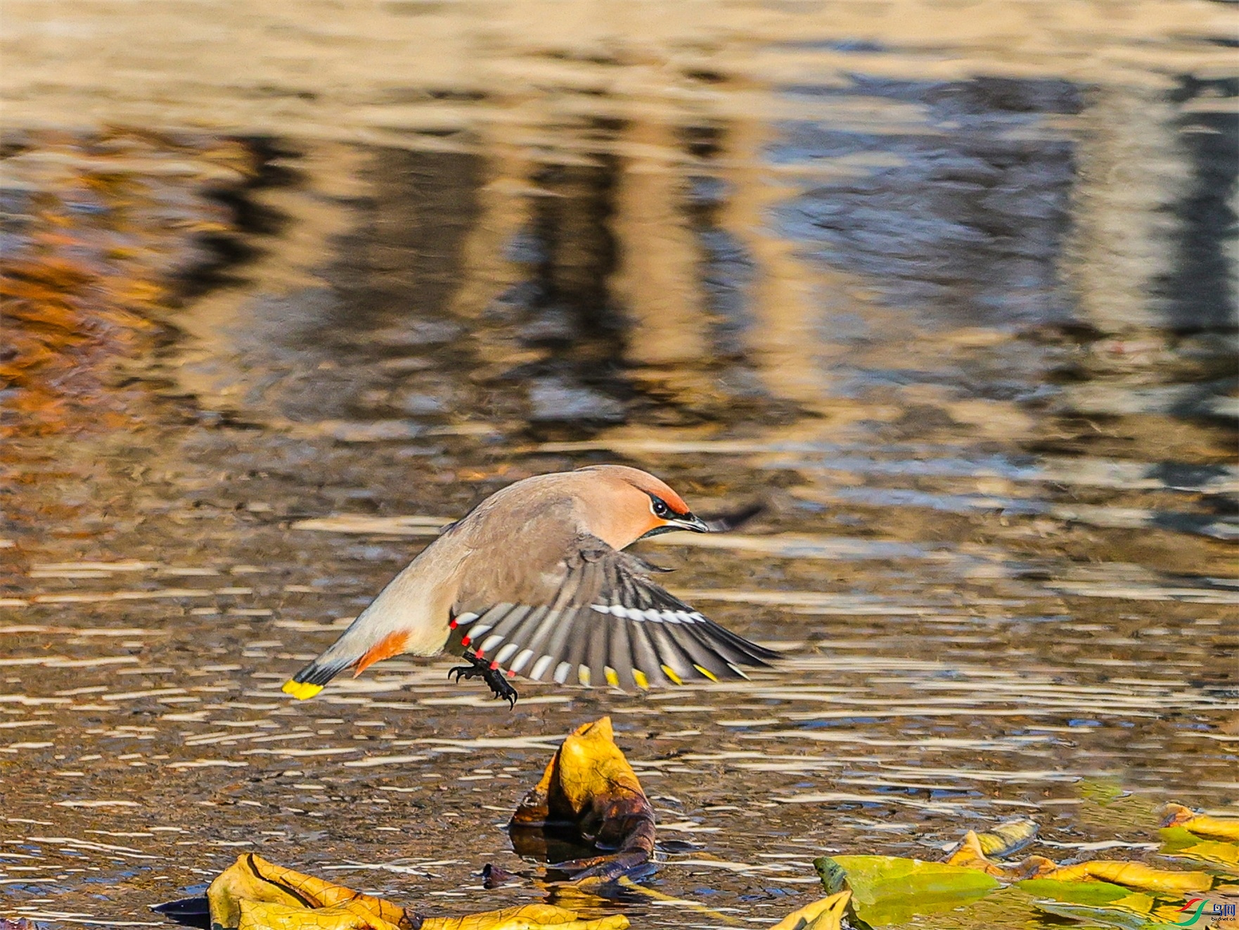 1K3A3778 ����1.jpg