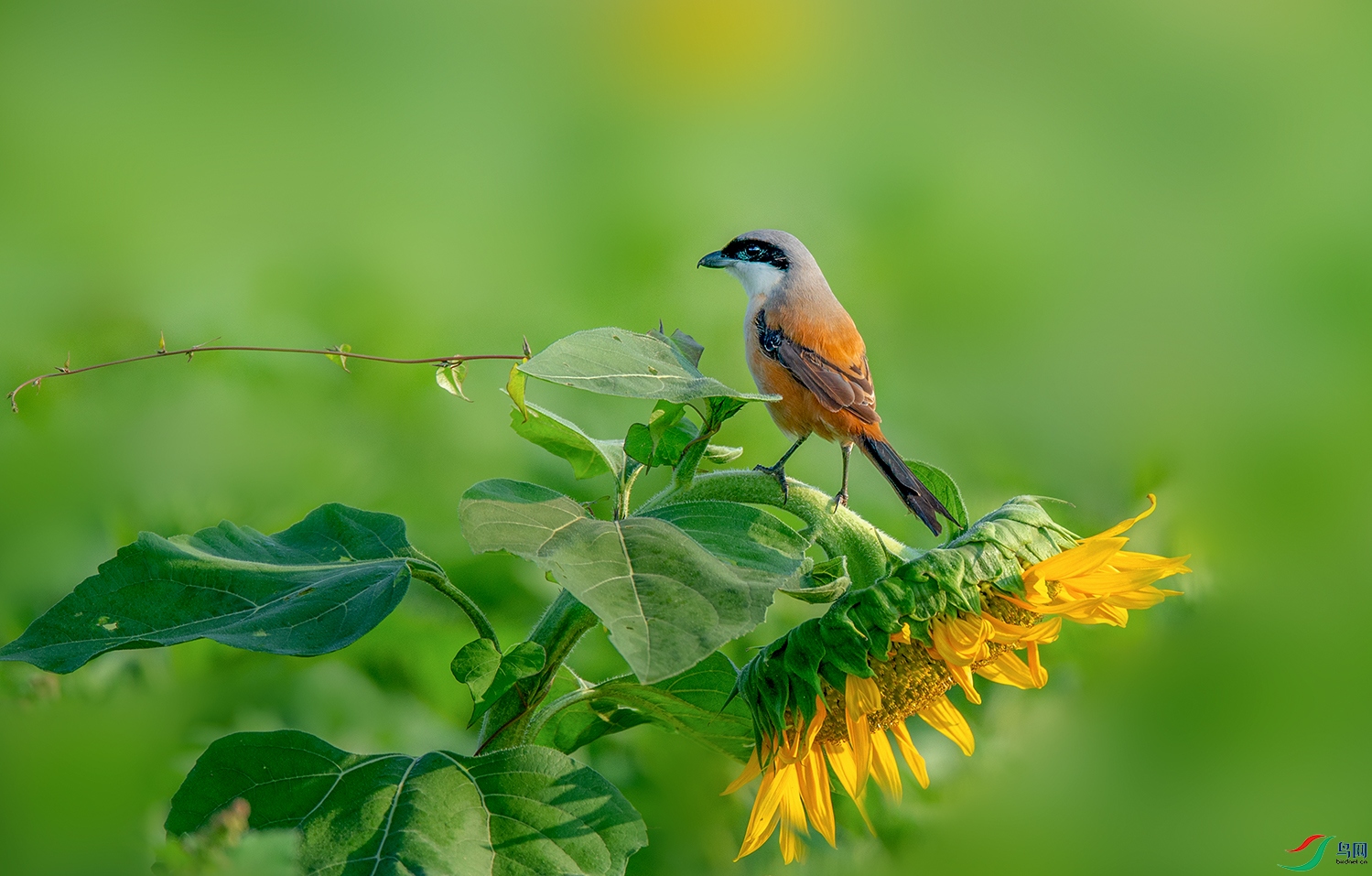 _DSC4554.jpg==96.jpg