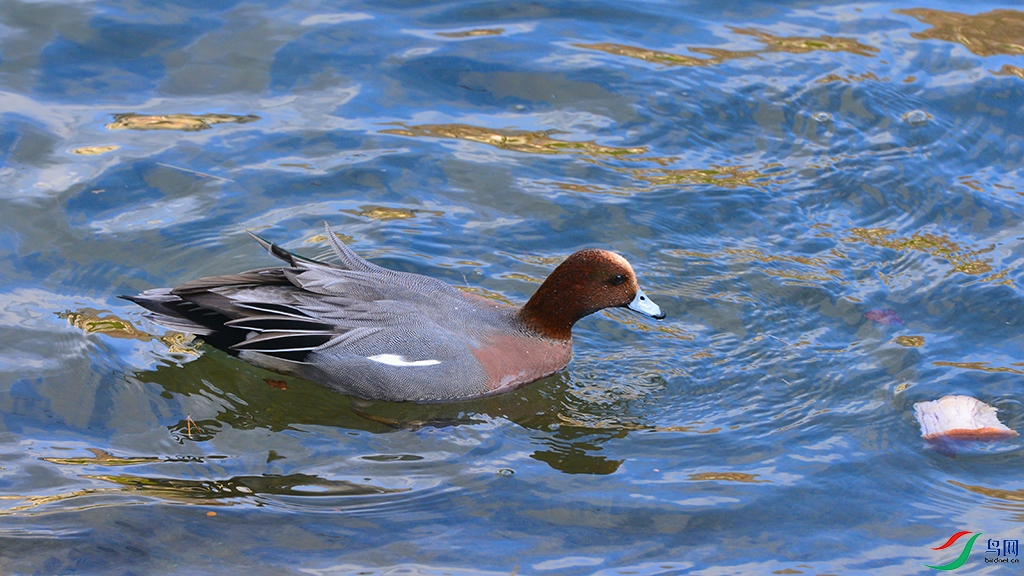 DSC_2871_DxOa.jpg