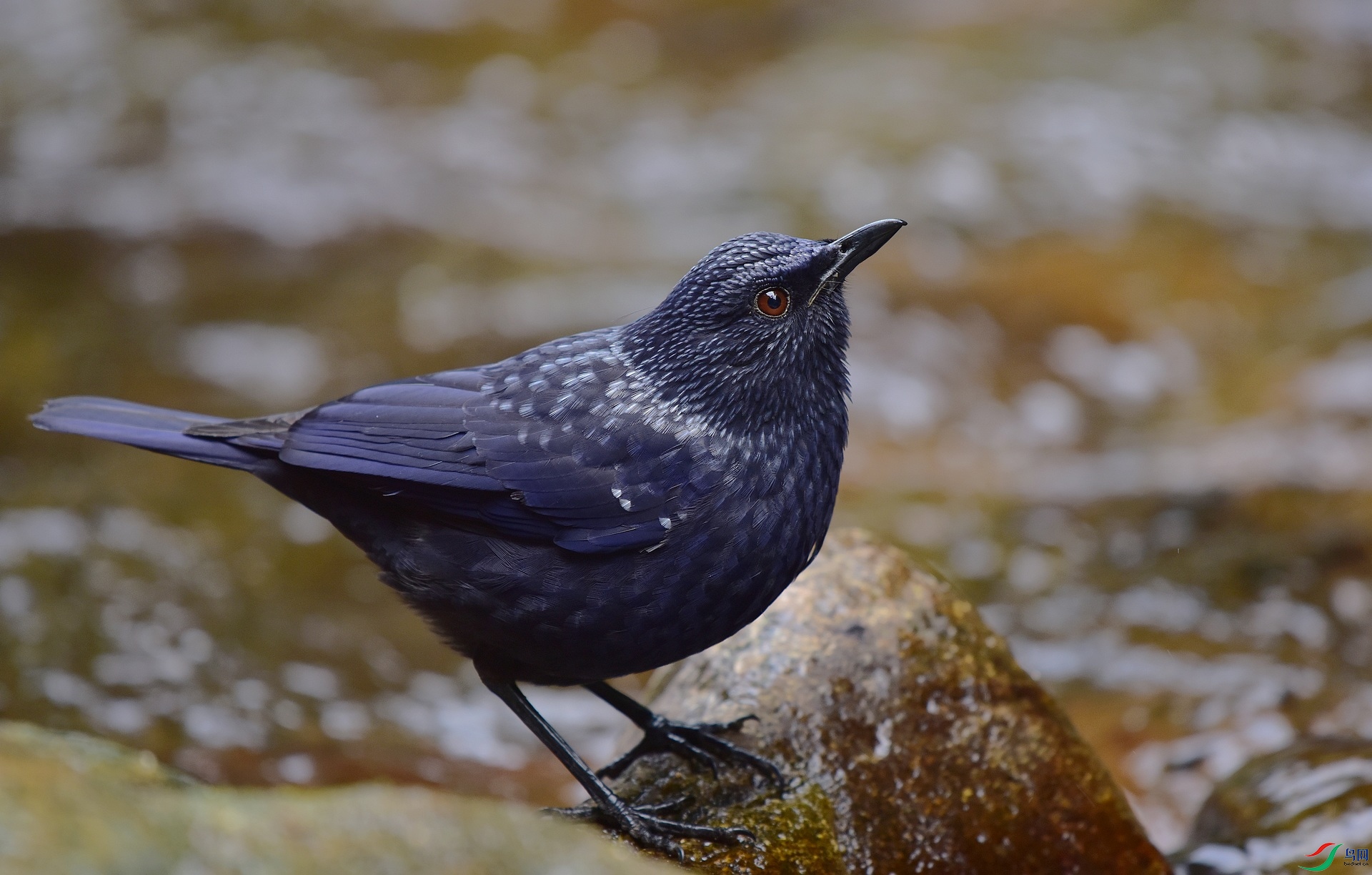 D8I_4979.jpg