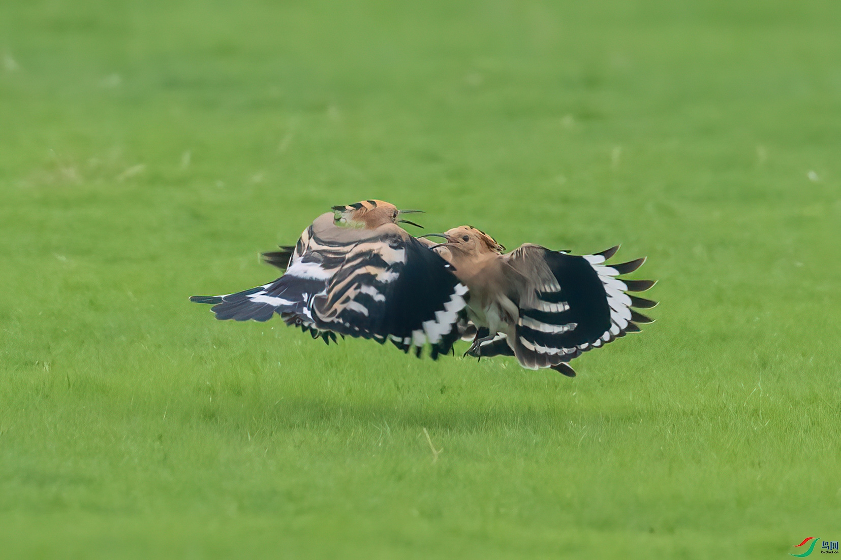 0N0A5691-P.jpg
