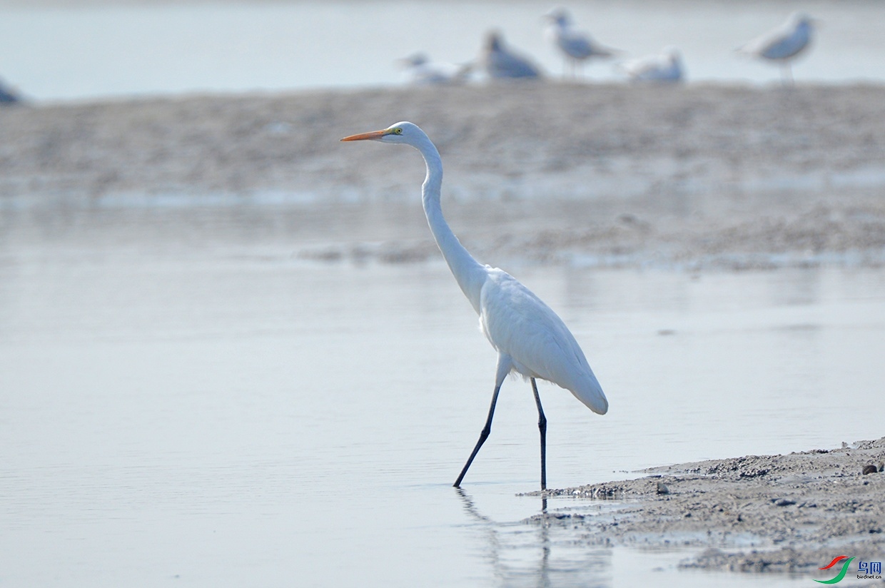DSC_0700.jpg