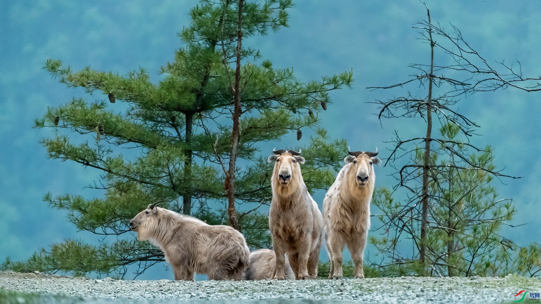 _LZP1317(1).jpgps4.jpg��ţ_����.jpg