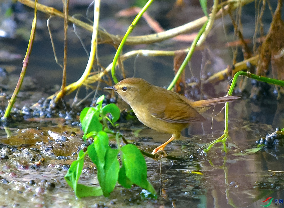 DSC_8779.JPG