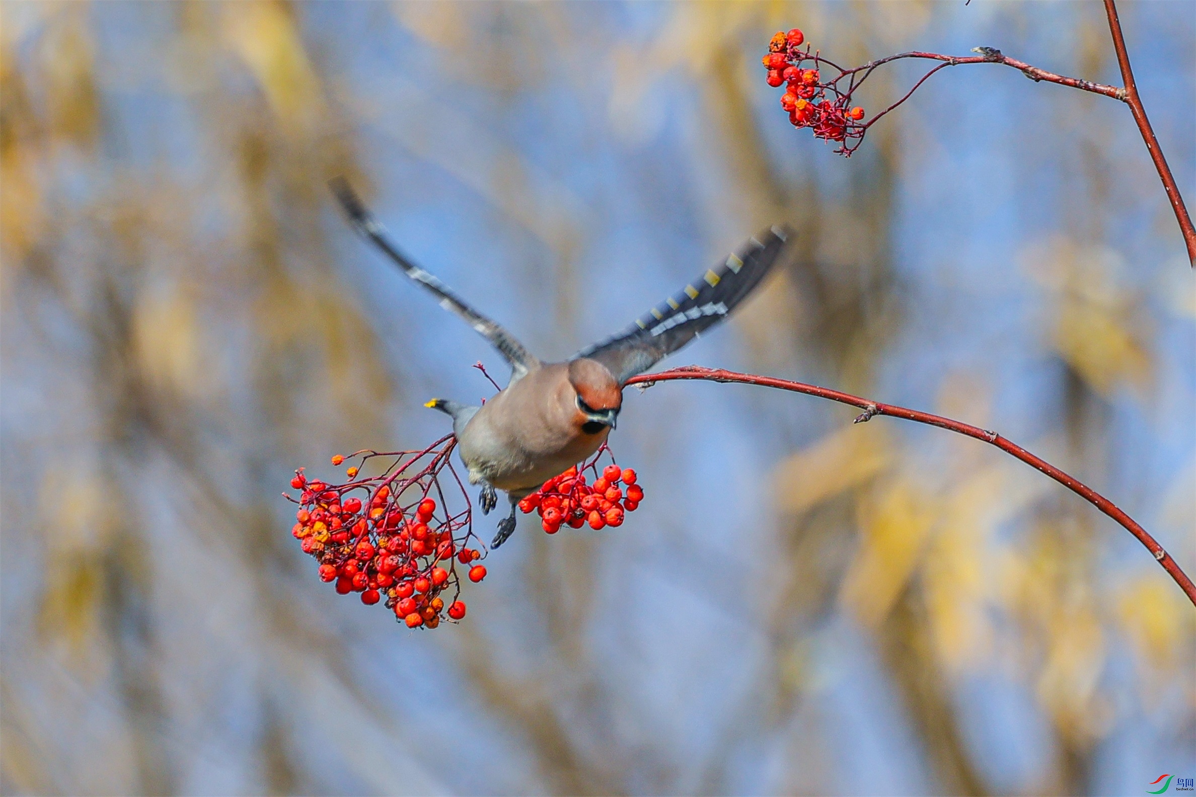 1K3A7711 ����1.jpg