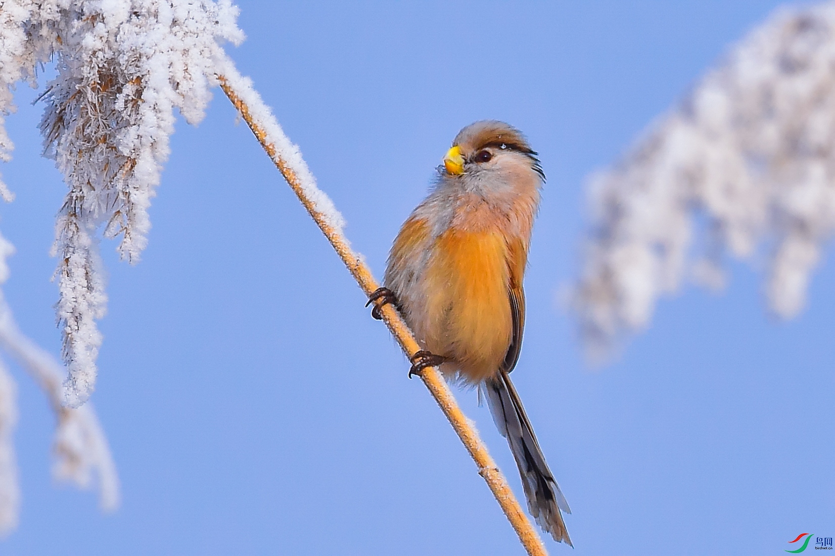 DSC_4342-2.jpg