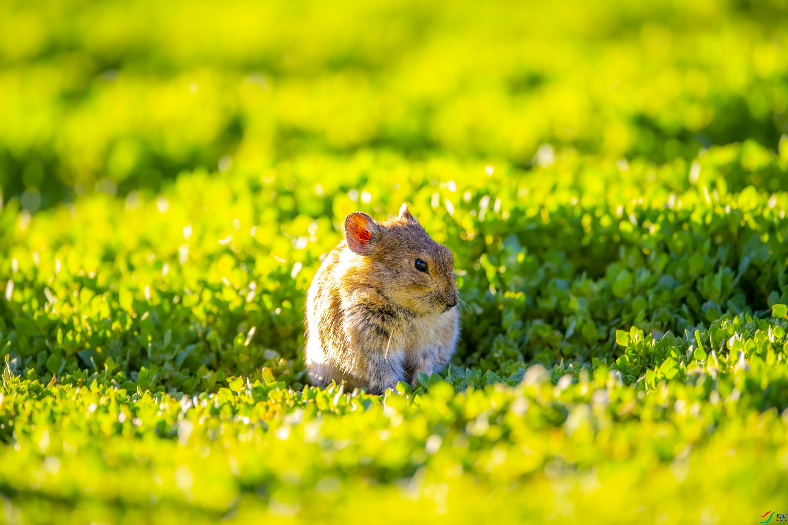 DSC_6005С�һ�.JPG