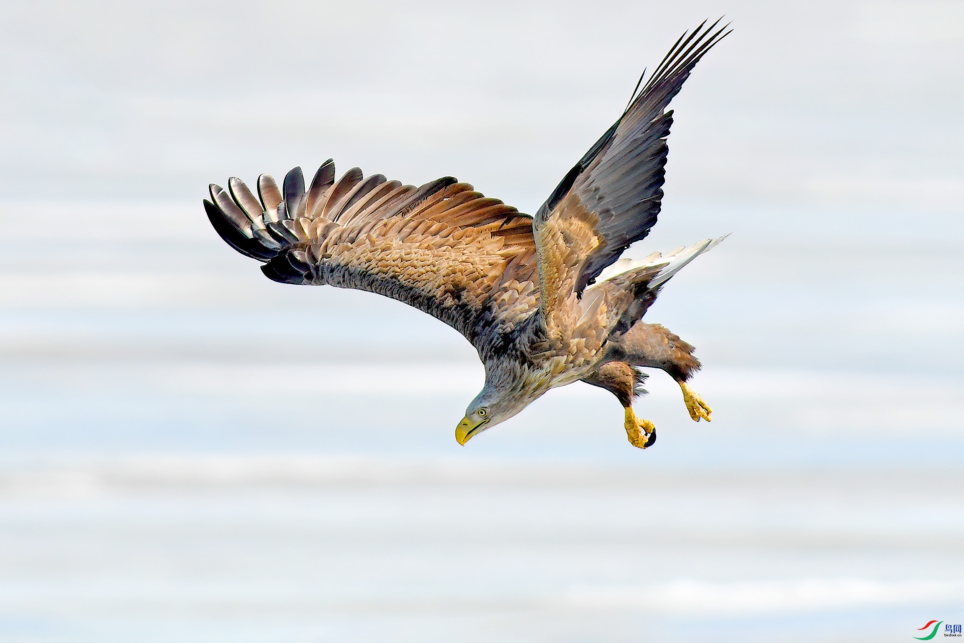 DSC_6567aaa.jpg