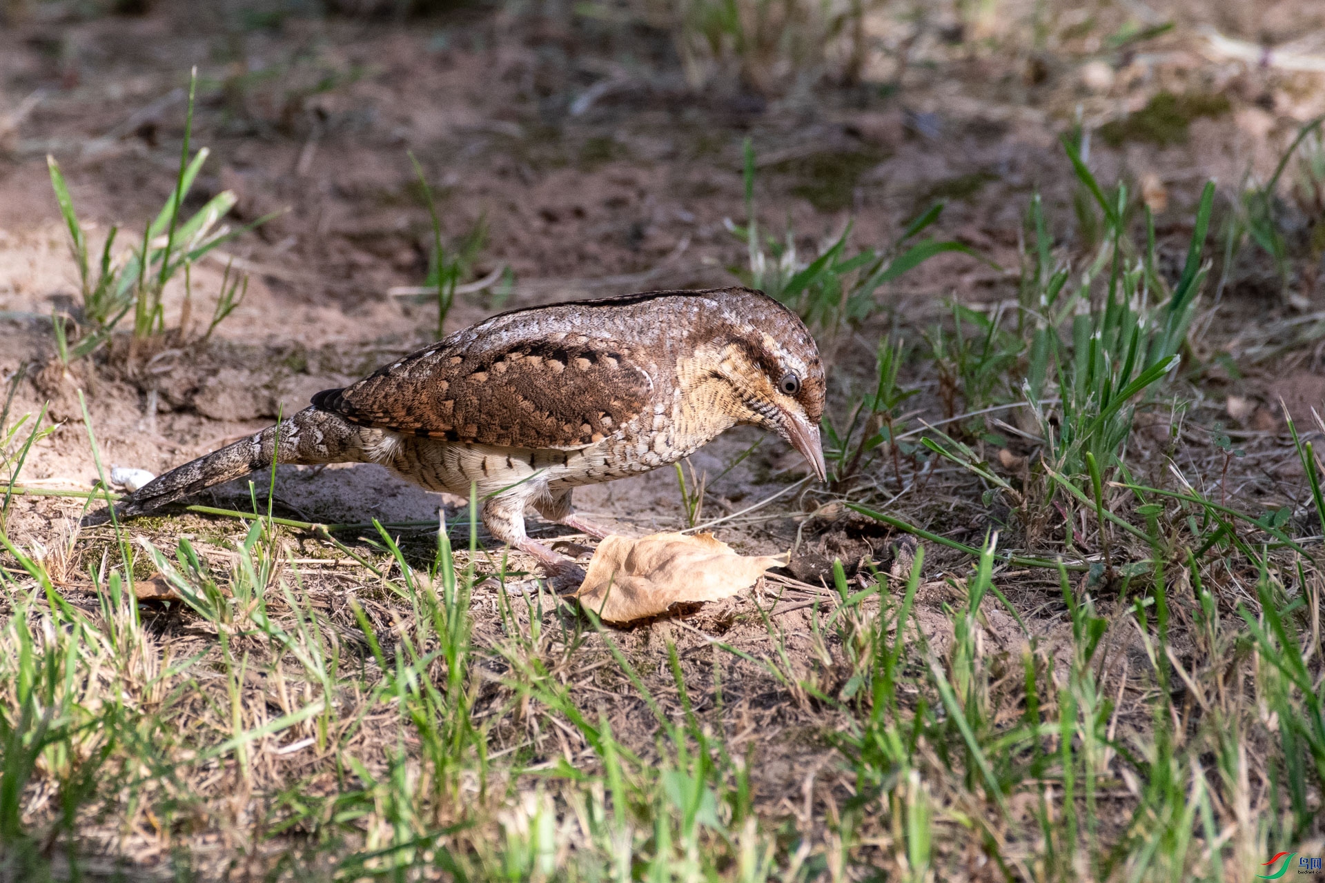 DSC_5287.jpg