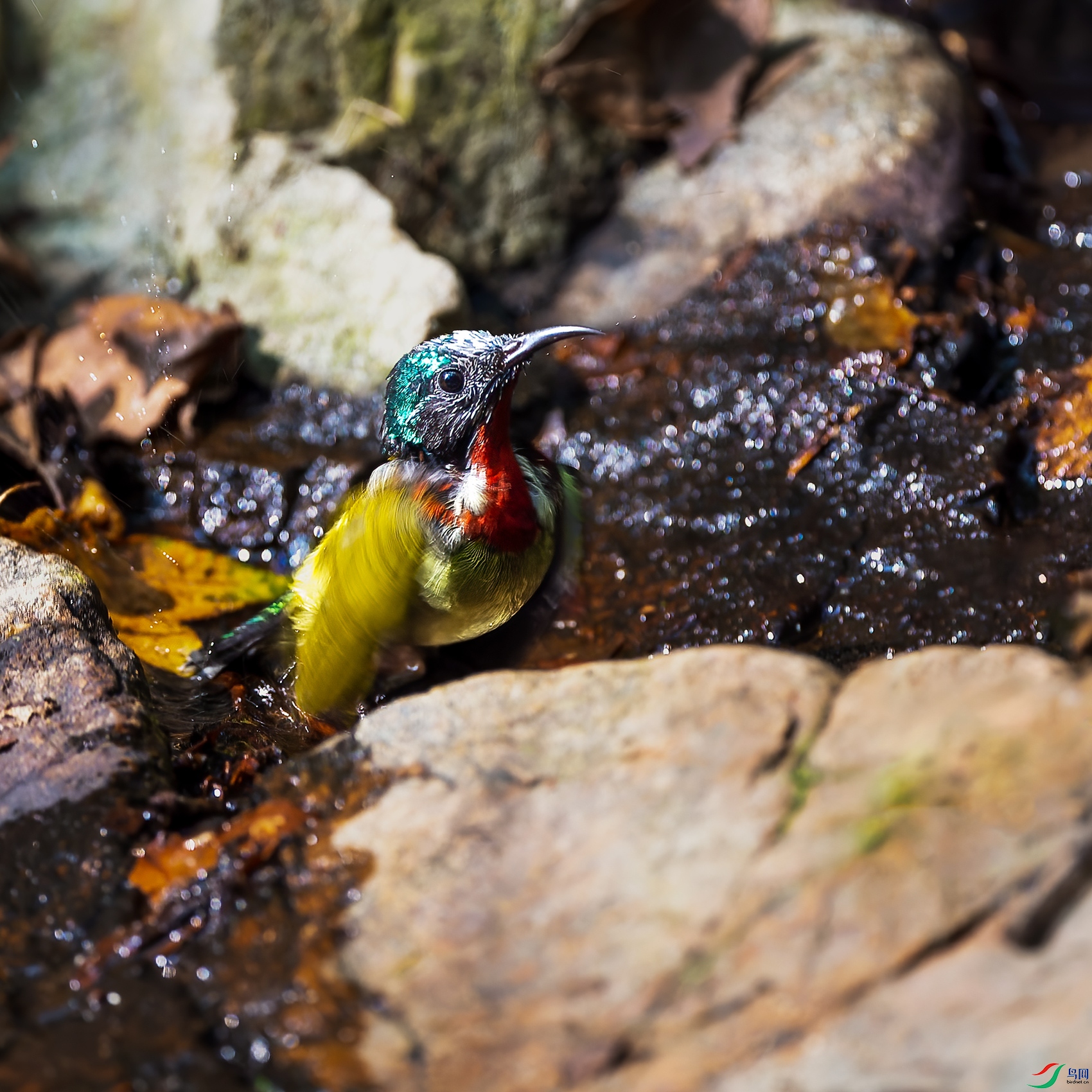 0_DSC0876-NEF_DxO_DeepPRIME.jpg
