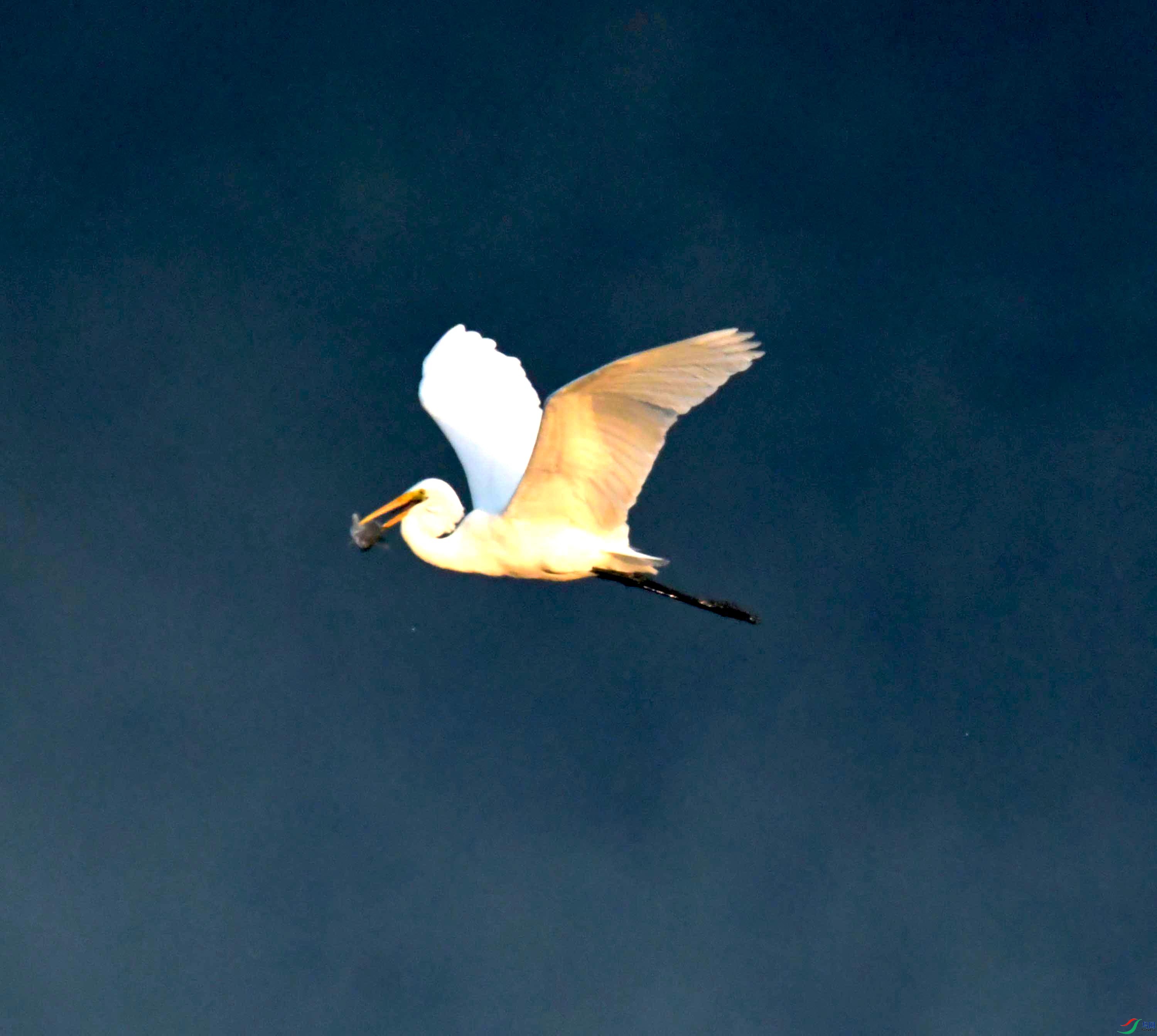 DSC_0602.JPG