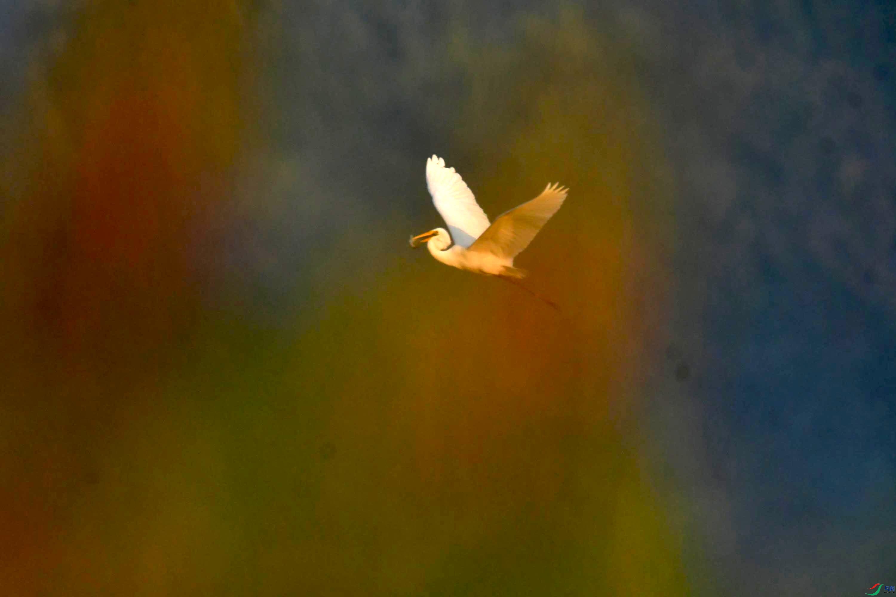 DSC_0605.JPG