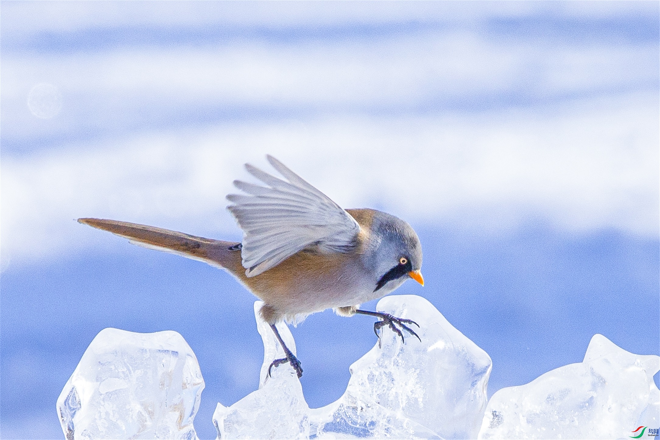 667 ����1.jpg