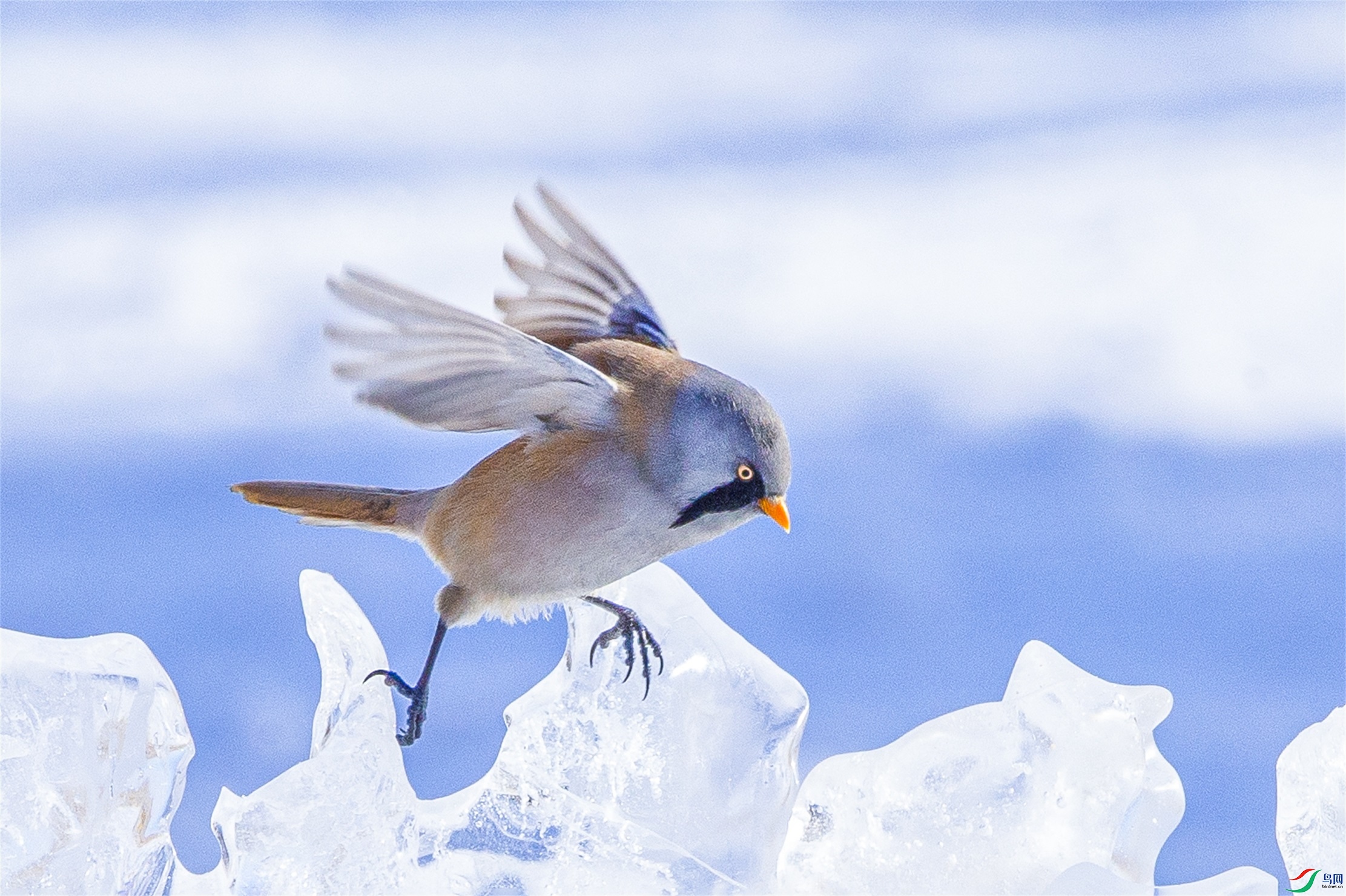 668 ����1.jpg