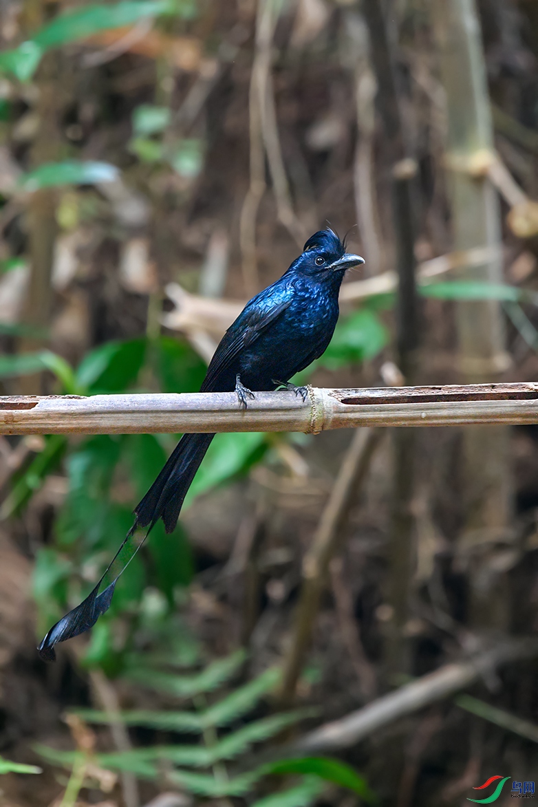 DSC_6085aa.jpg