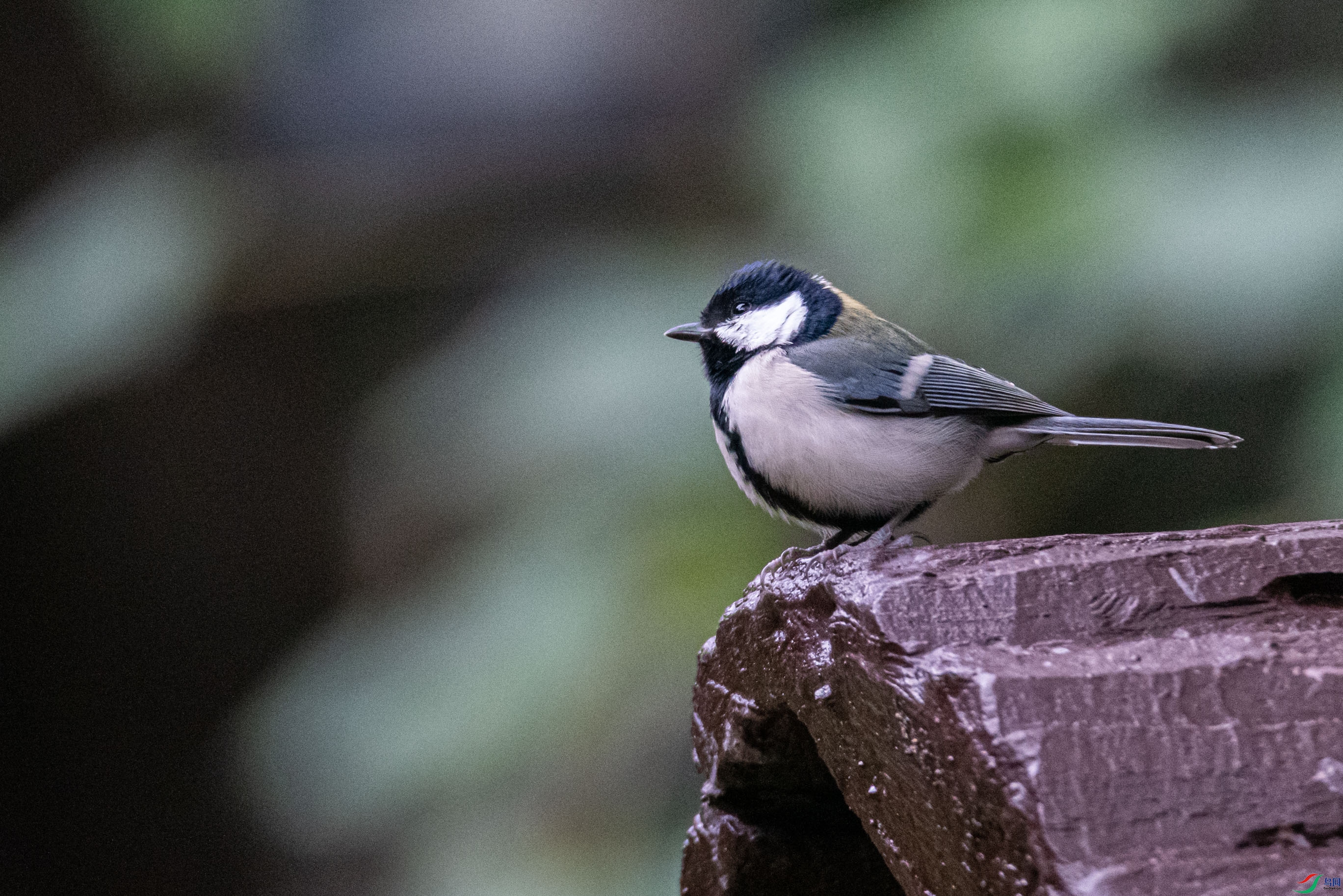 DSC_5416.jpg