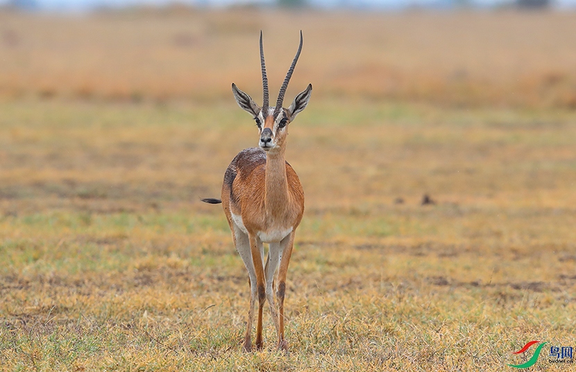 ���޵�������Ϭ�� (2).JPG