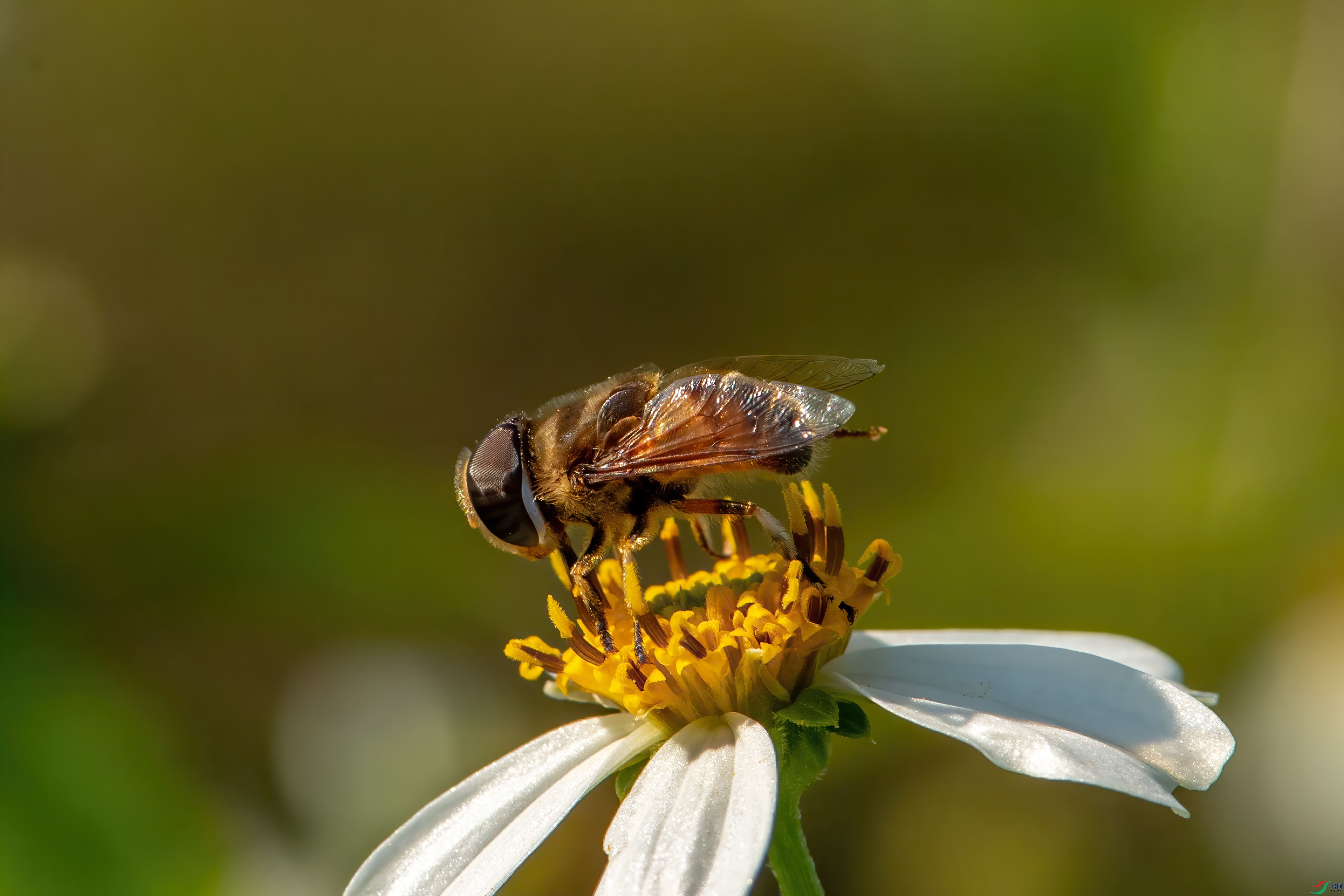 DSC_8511px.jpg