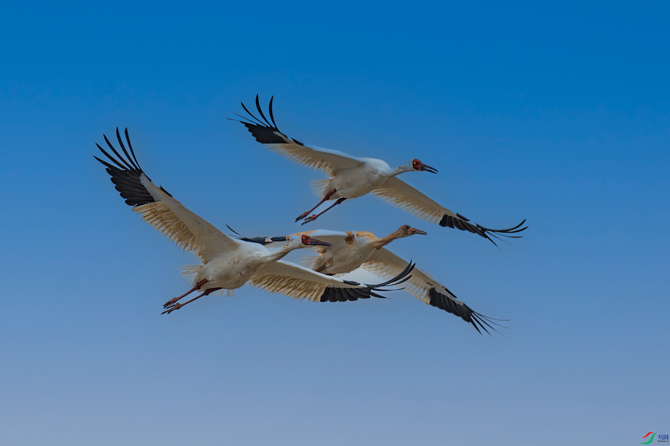 DSC_7151.jpg1.jpg
