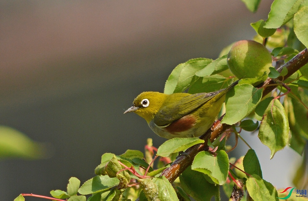 DSC_0102.jpg